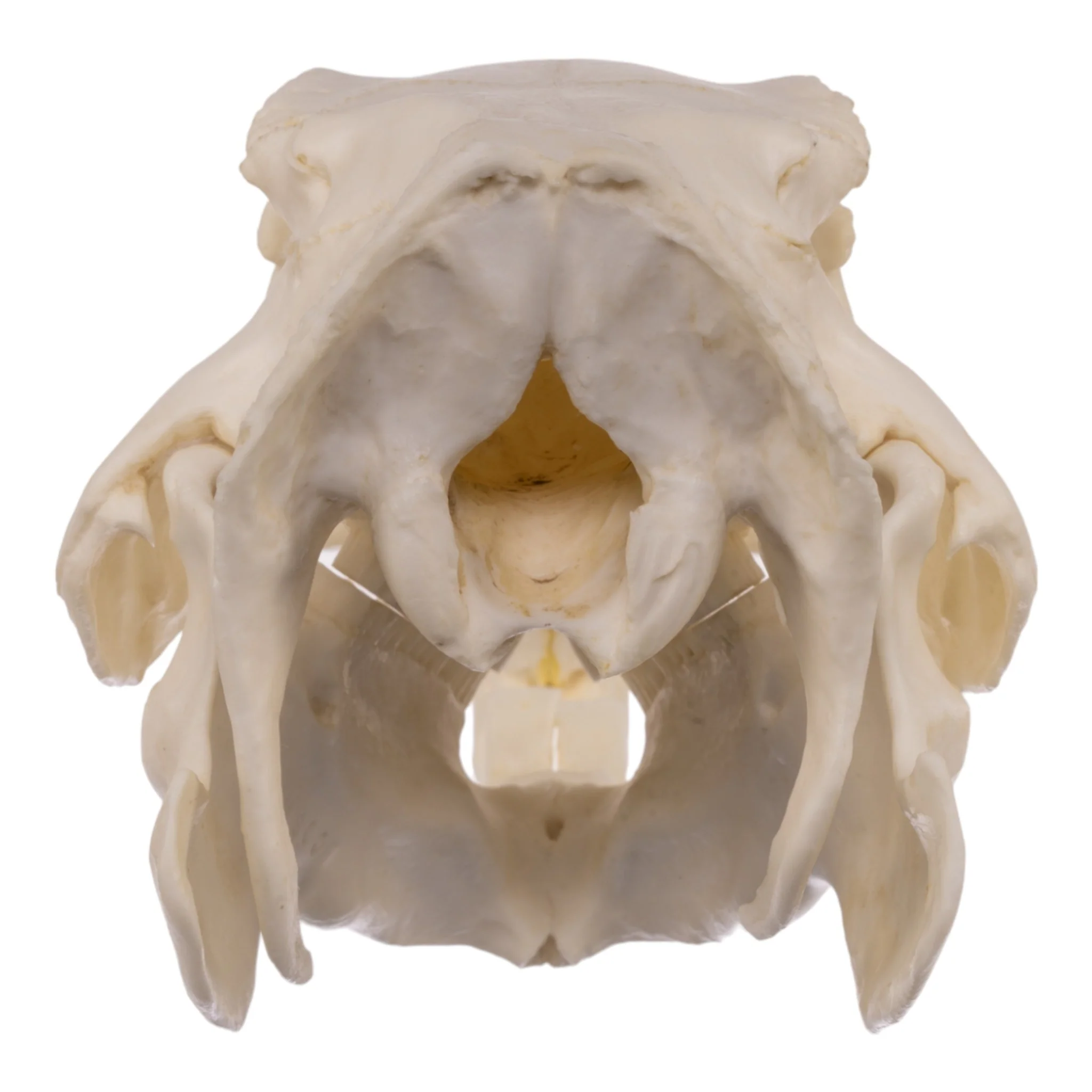 Replica Capybara Skull - Image 5