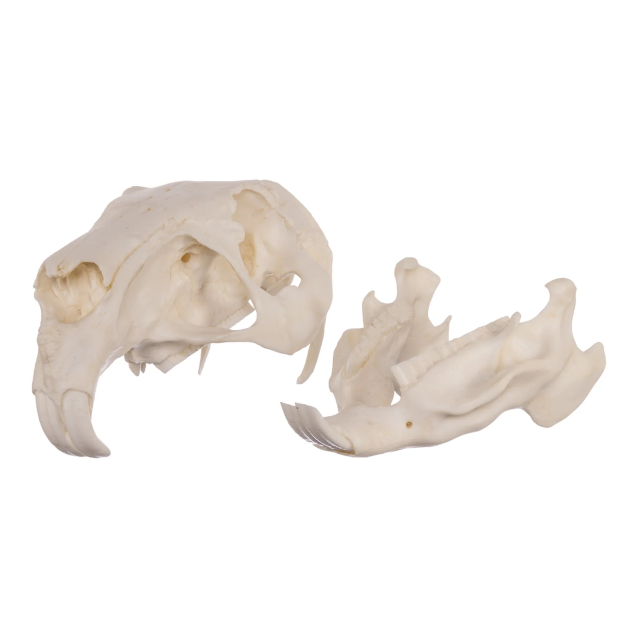 Replica Capybara Skull - Image 6