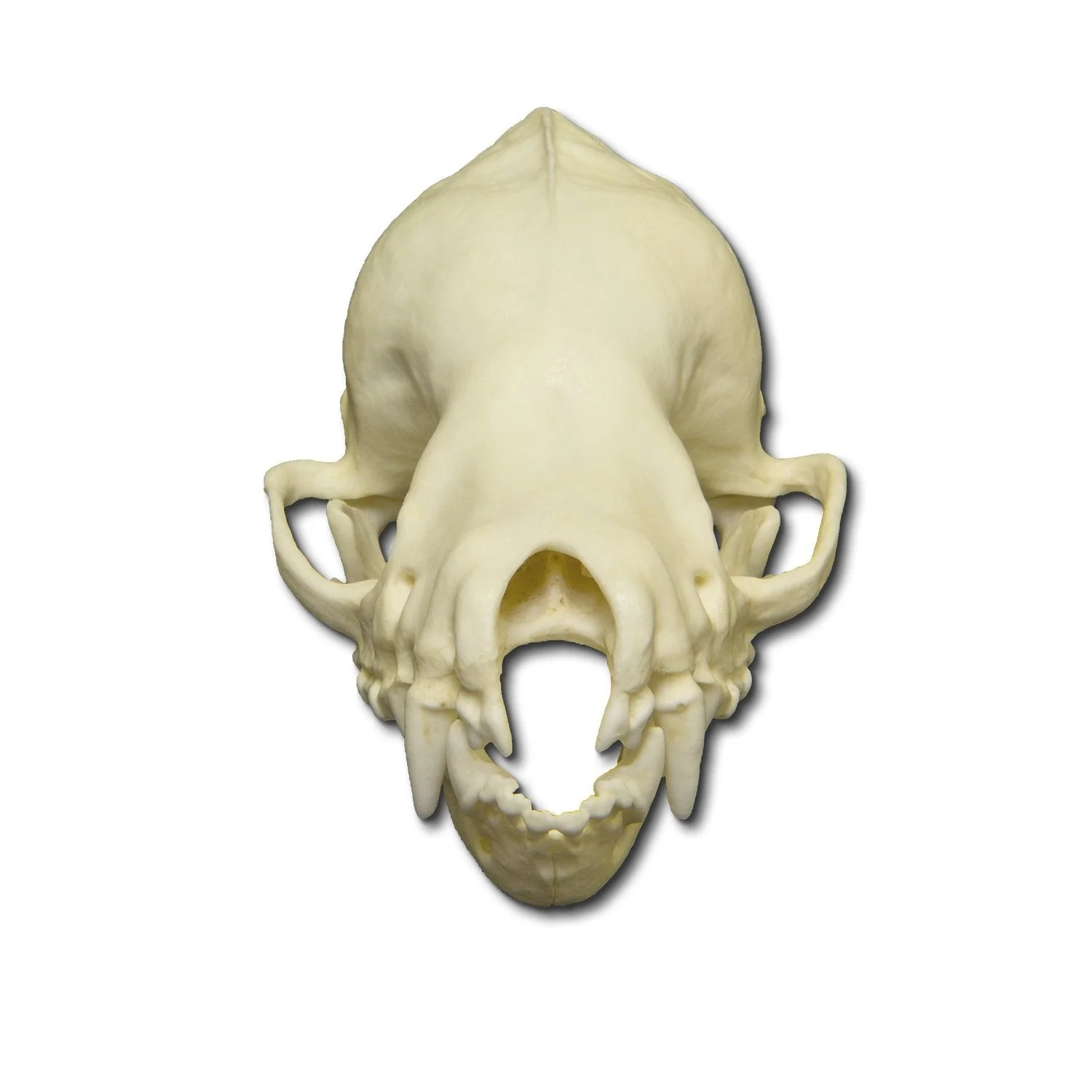 Replica Cave Myotis Bat Skull (8:1 Scale) - Image 3