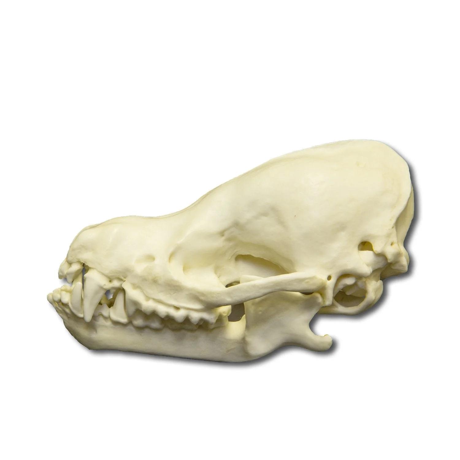 Replica Cave Myotis Bat Skull (8:1 Scale) - Image 4