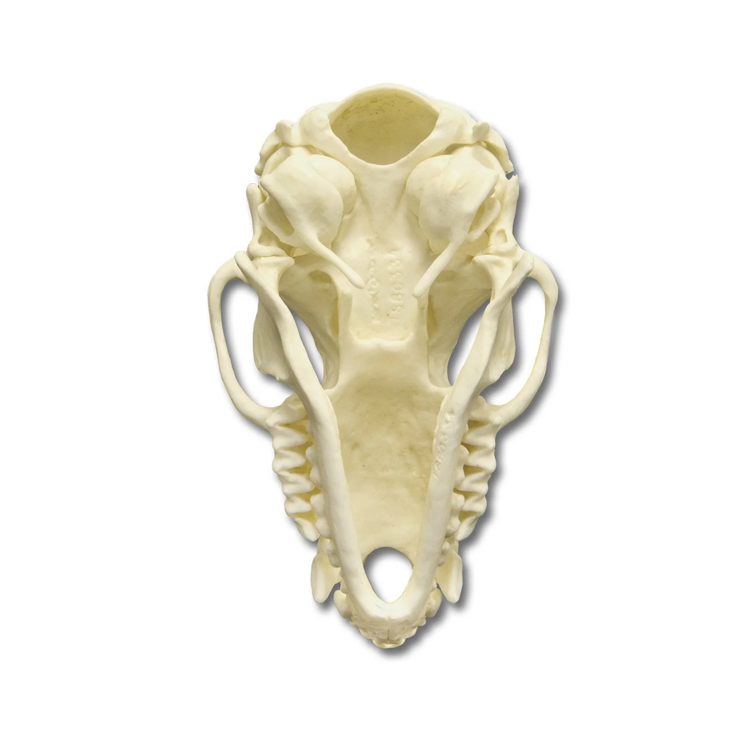 Replica Cave Myotis Bat Skull (8:1 Scale) - Image 5
