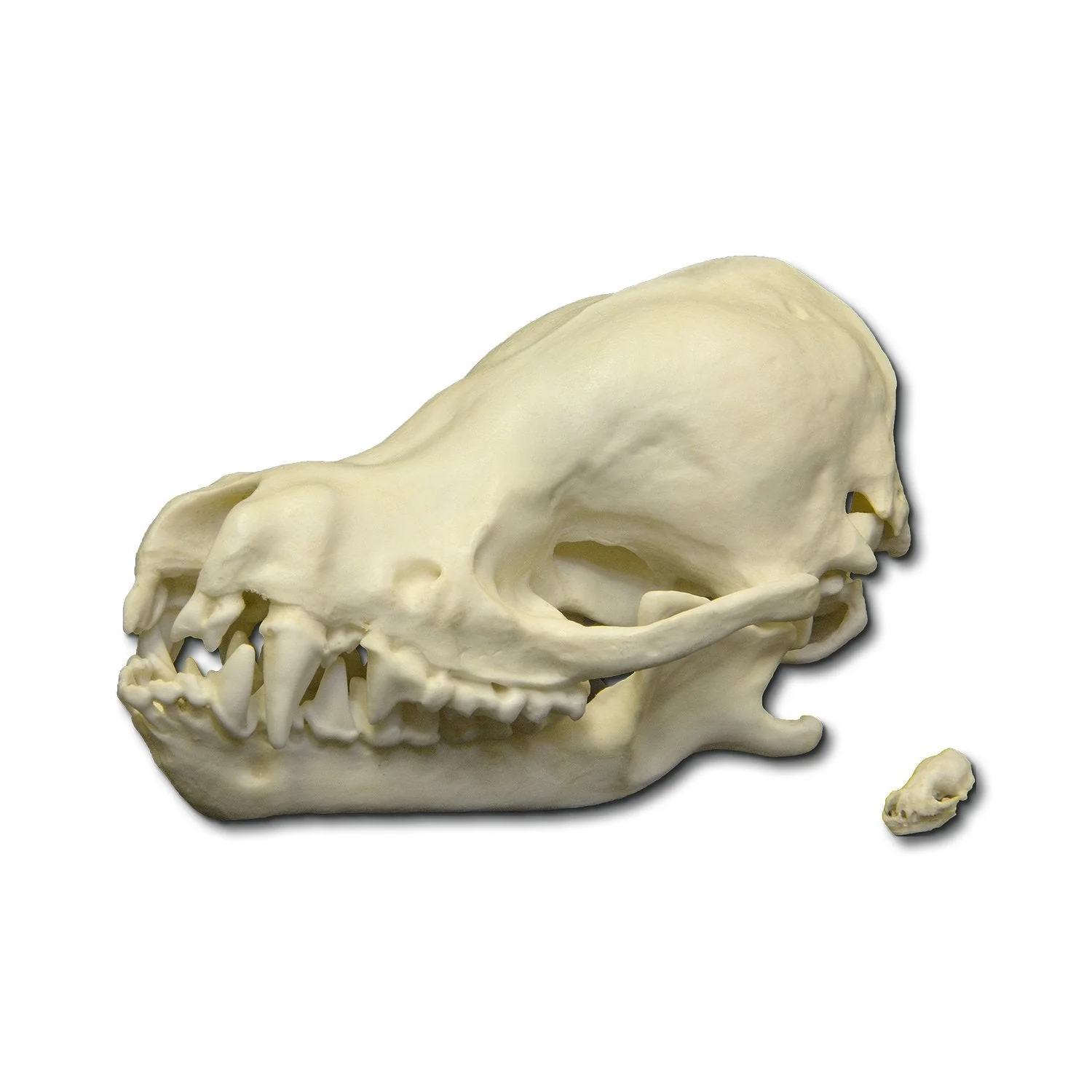 Replica Cave Myotis Bat Skull (8:1 Scale) - Image 6