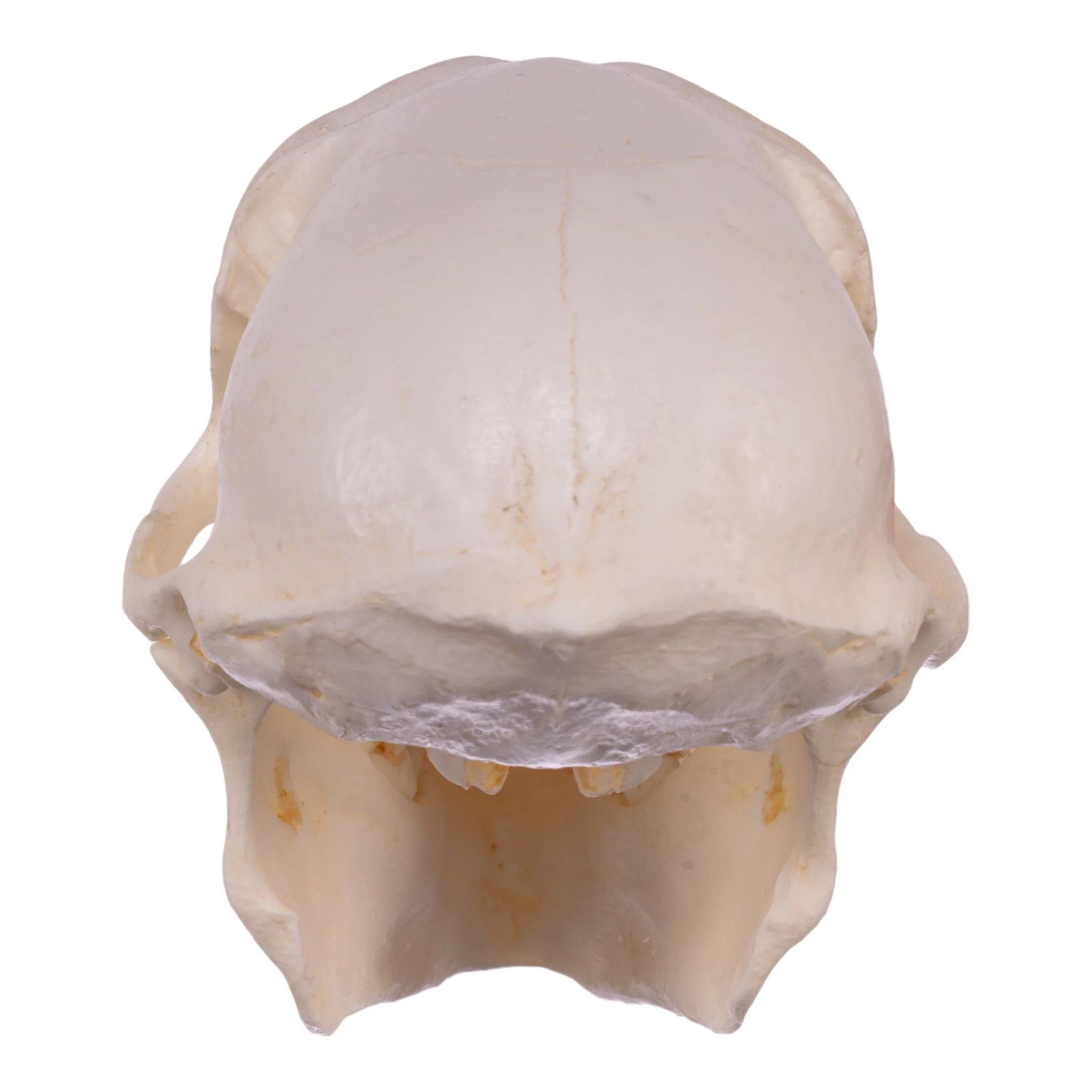Replica Chacma Baboon Skull - Female - Image 5