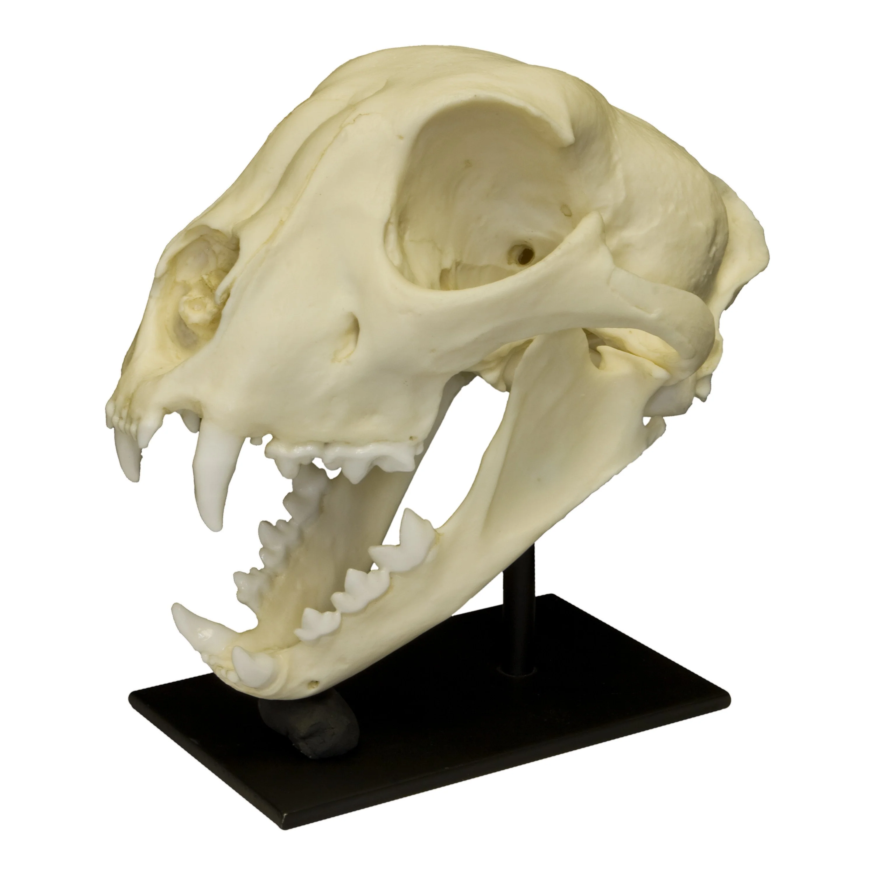 Replica Cheetah Skull - Image 2
