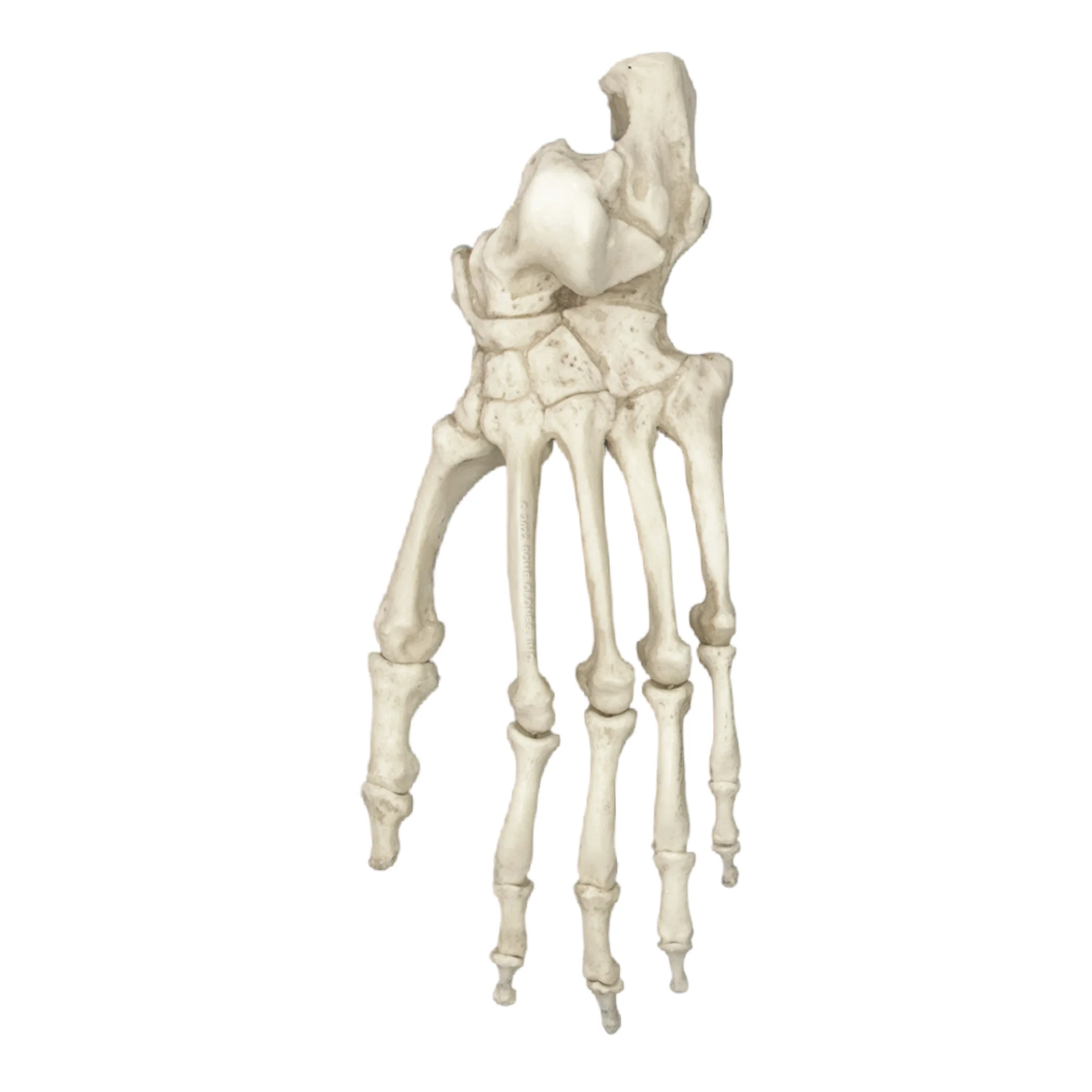 Replica Chimpanzee Foot - Image 2
