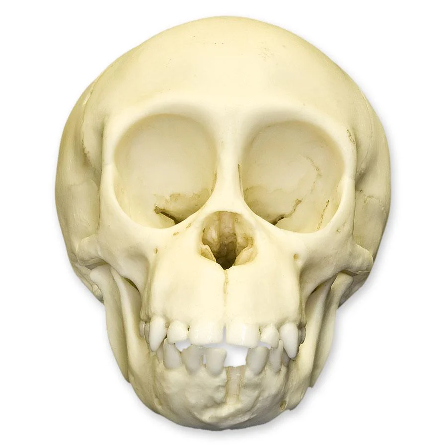 Replica Chimpanzee Infant Skull - Image 3