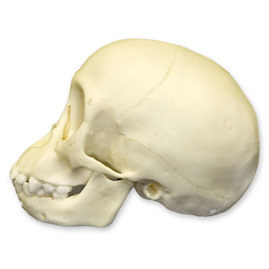 Replica Chimpanzee Infant Skull - Image 4