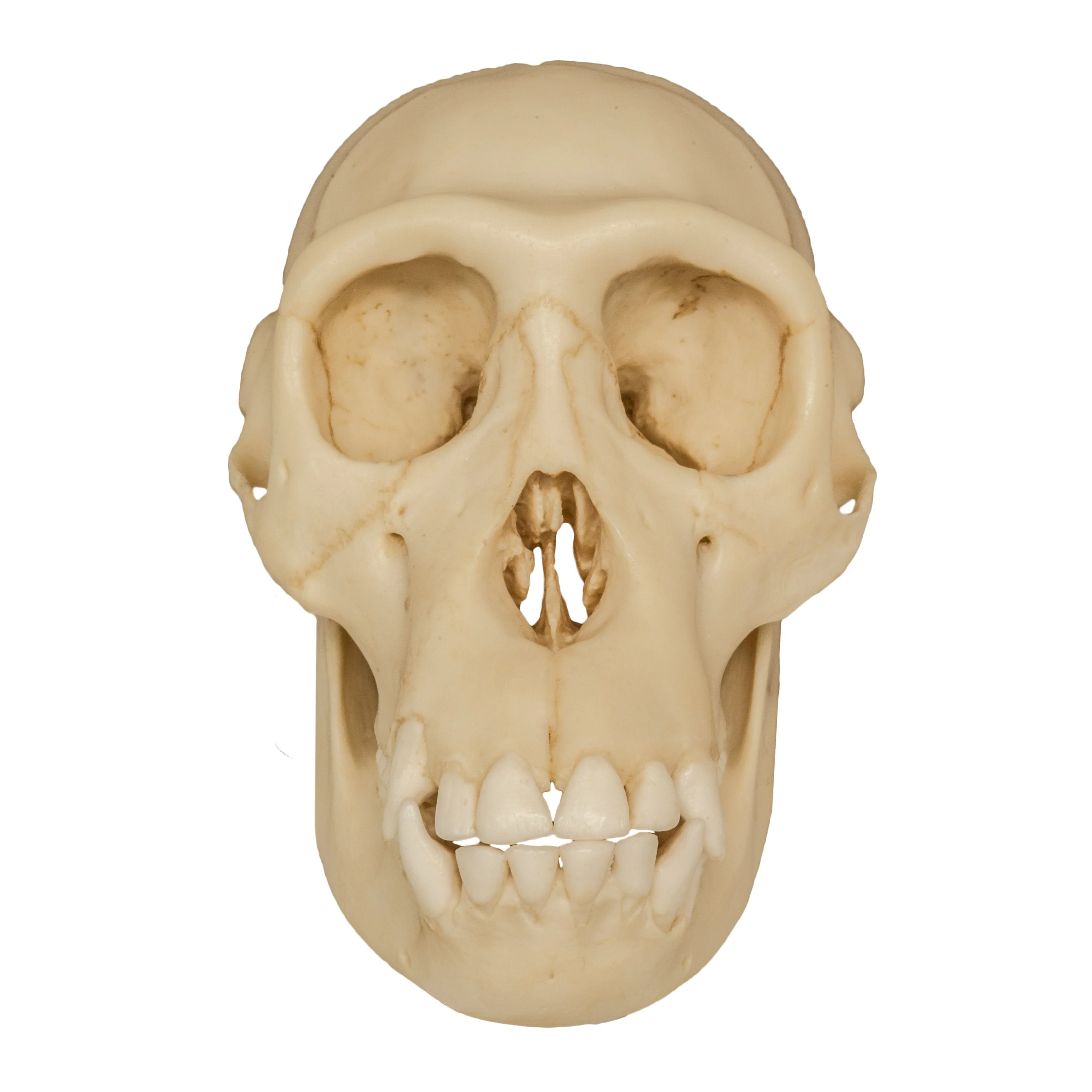 Replica Chimpanzee Juvenile Skull - Image 3