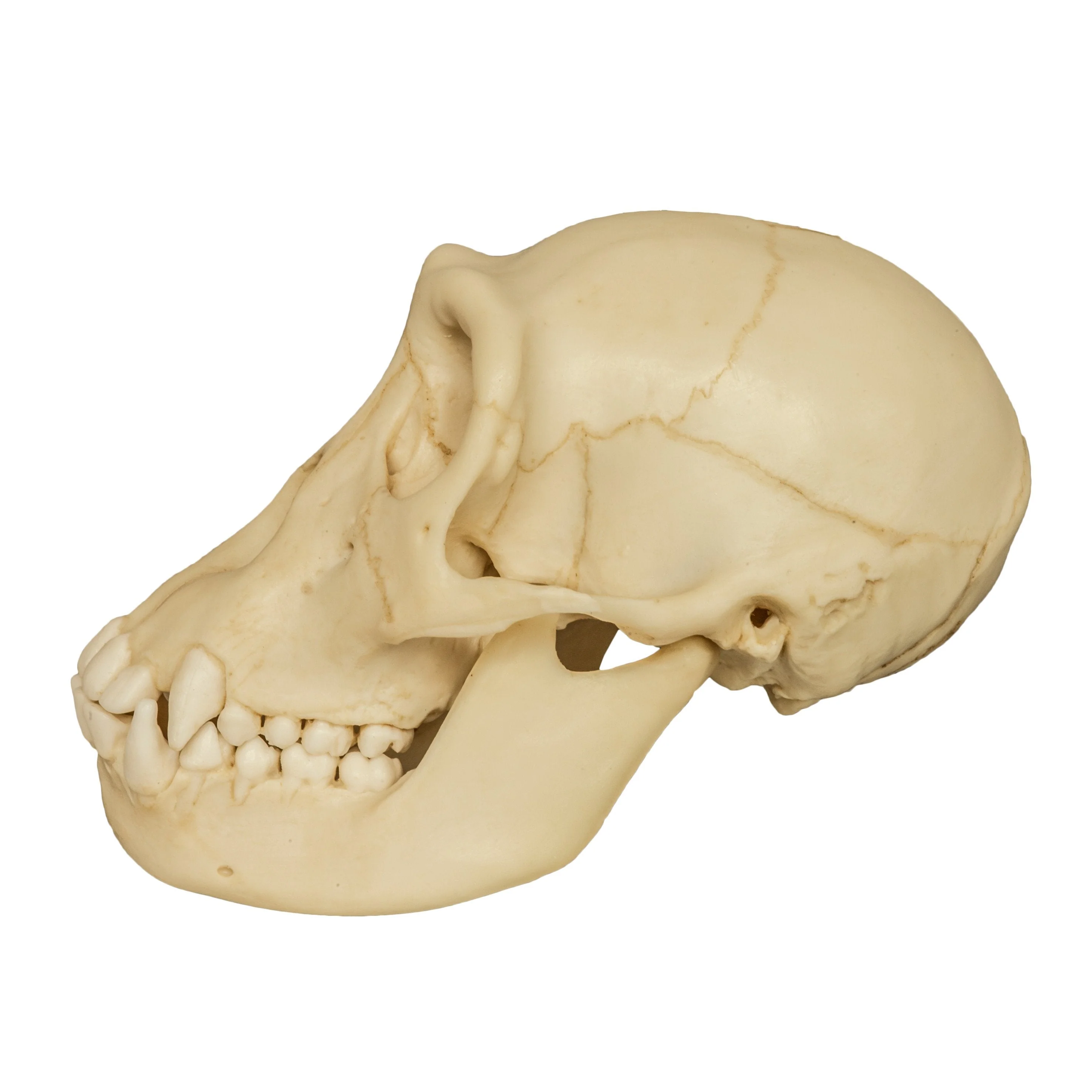 Replica Chimpanzee Juvenile Skull - Image 4