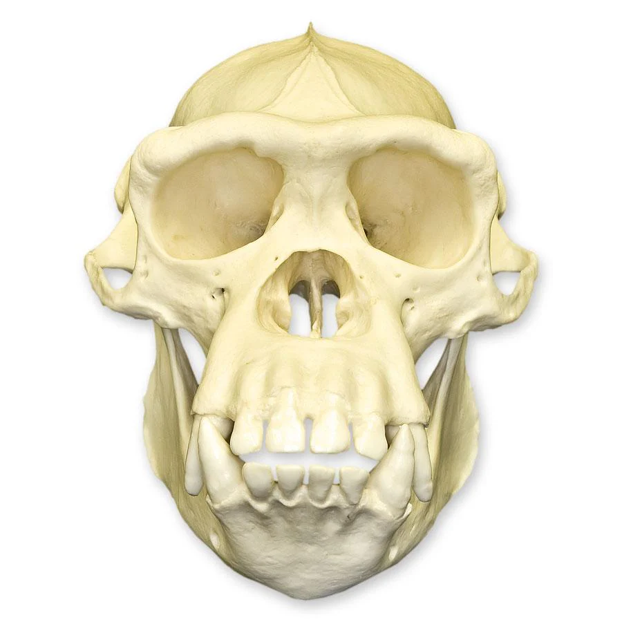 Replica Chimpanzee Skull - Male - Image 3