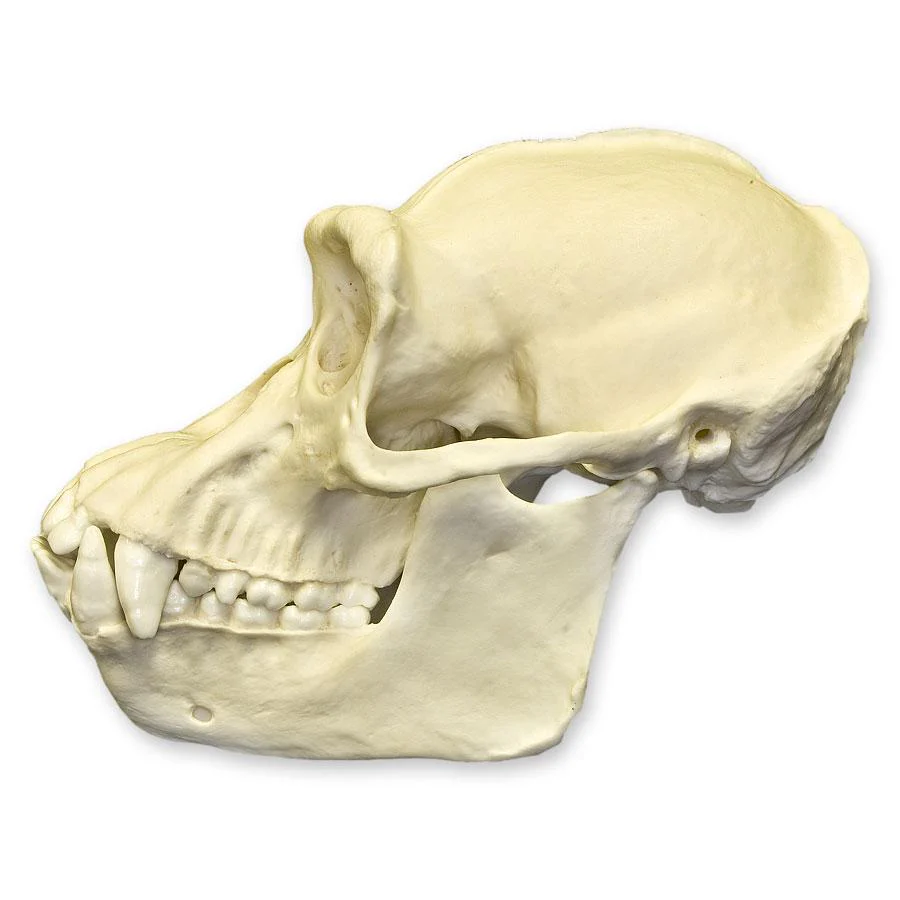 Replica Chimpanzee Skull - Male - Image 4