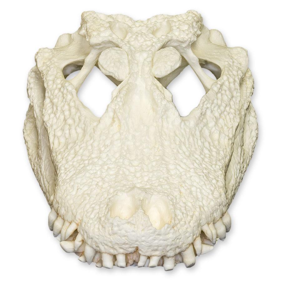Replica Chinese Alligator Skull - Image 3