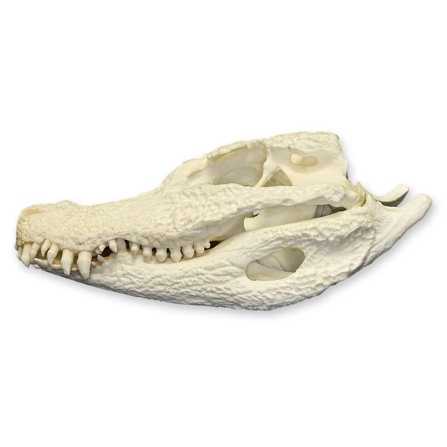 Replica Chinese Alligator Skull - Image 4