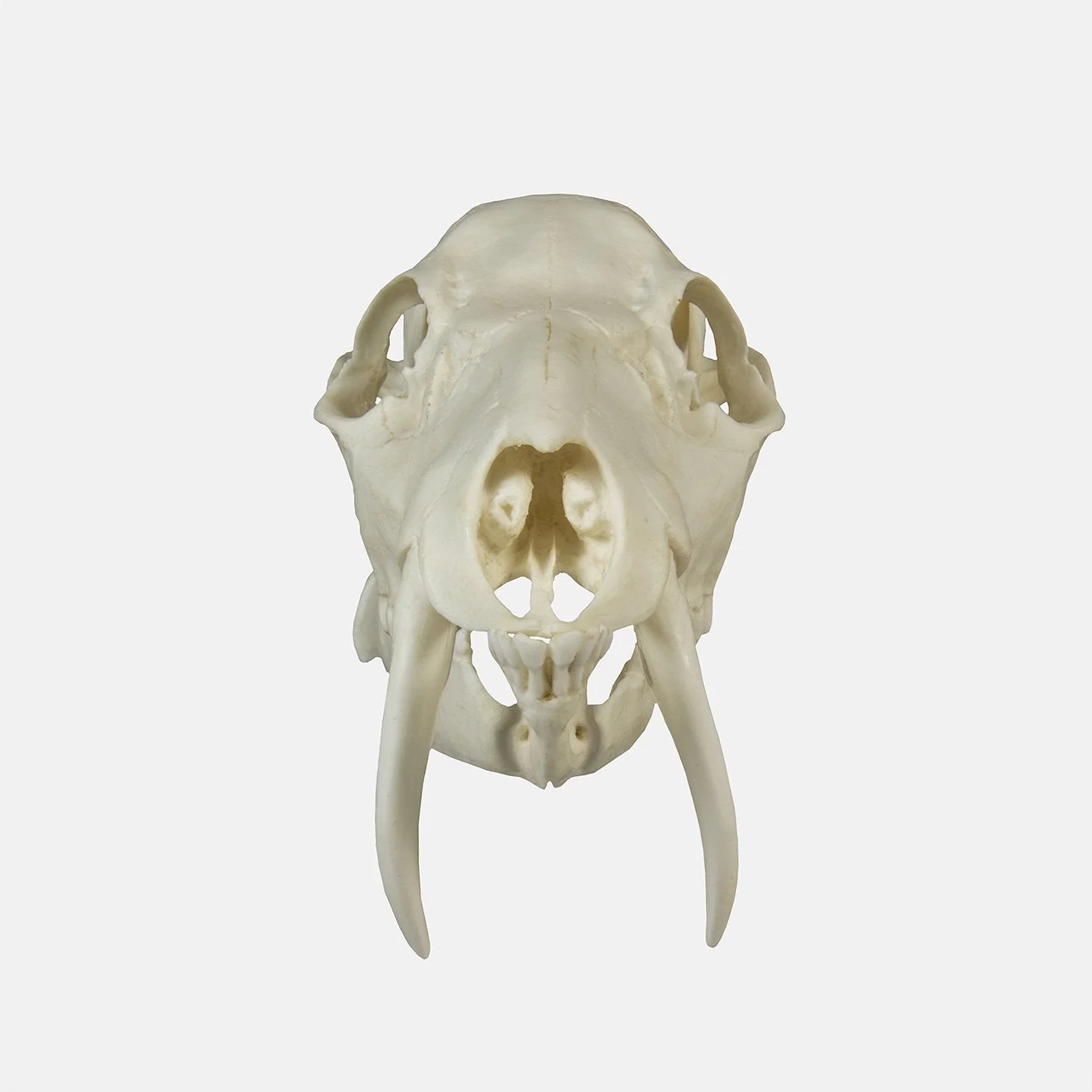 Replica Chinese Water Deer Skull - Image 3