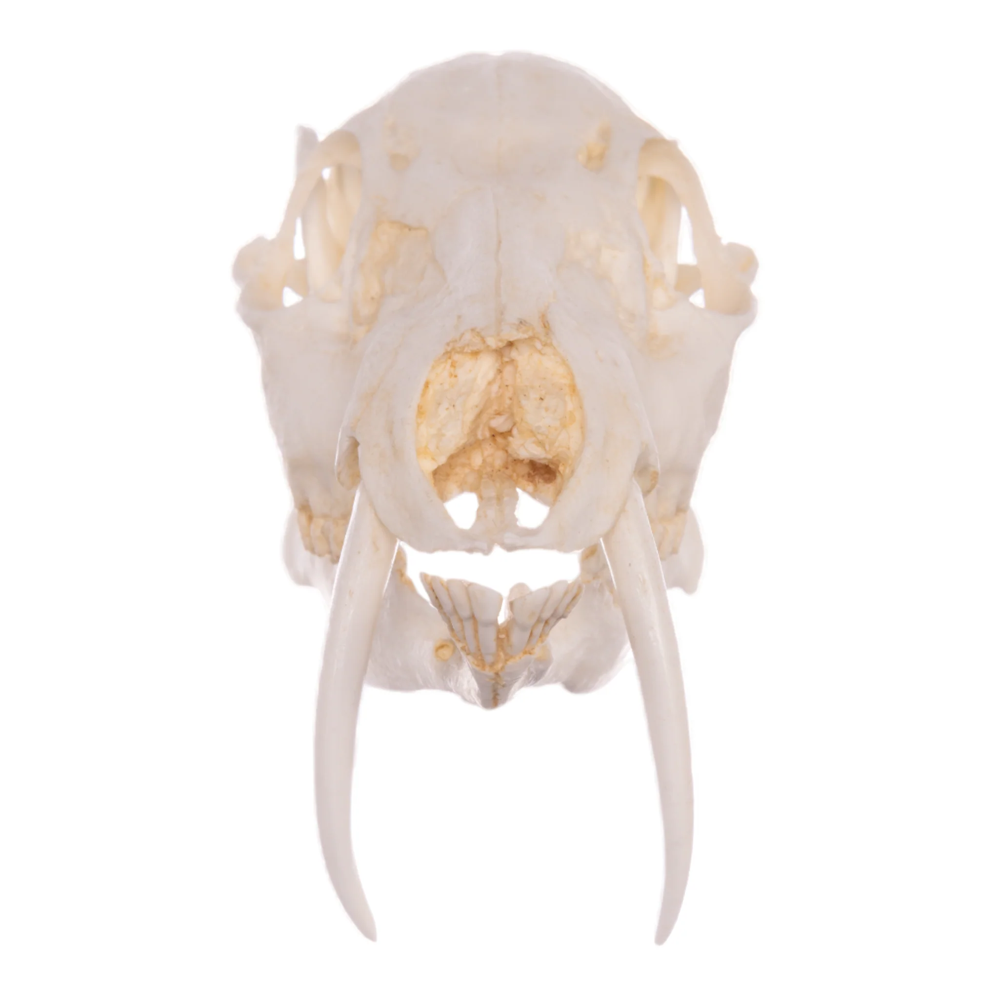 Replica Chinese Water Deer Skull - Male - Image 3