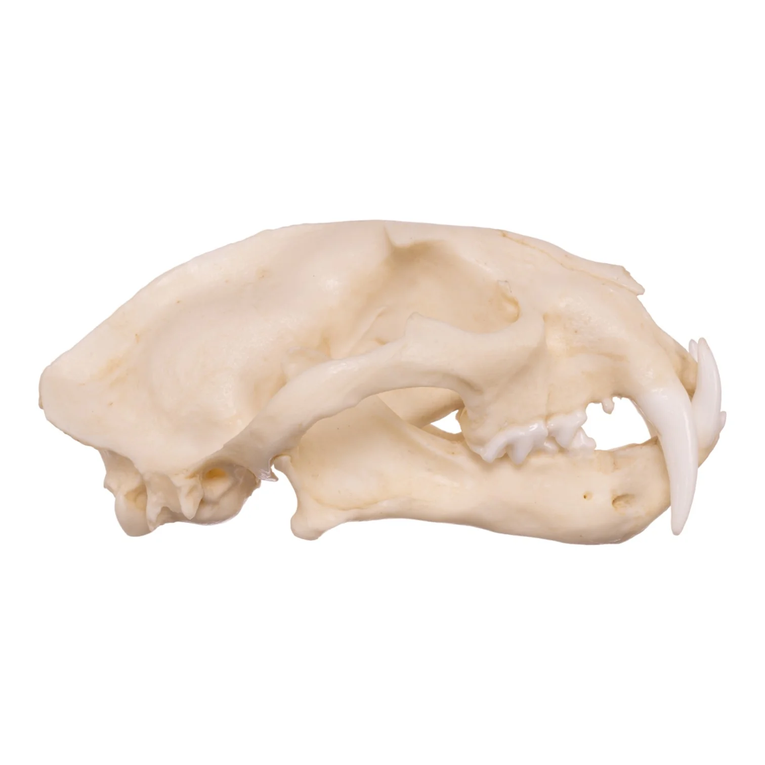 Replica Clouded Leopard Skull - Image 2