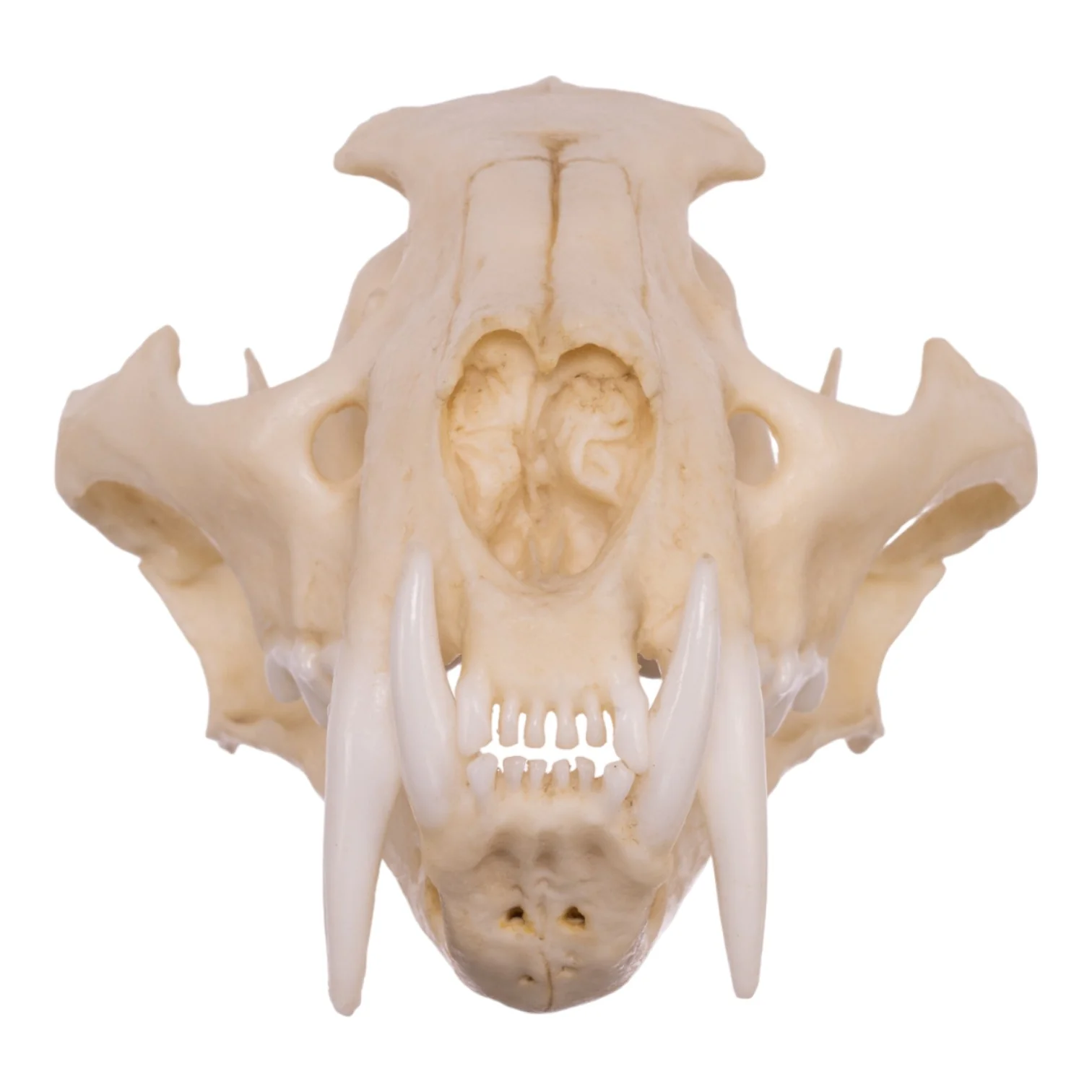 Replica Clouded Leopard Skull - Image 3