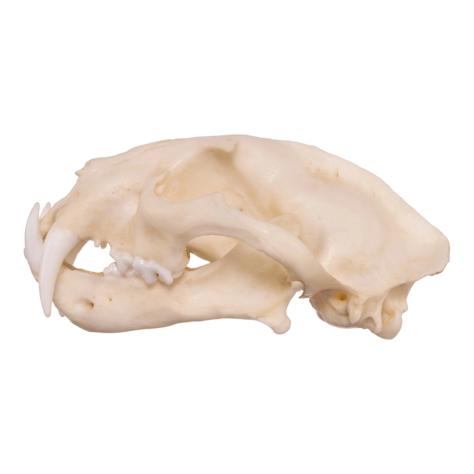 Replica Clouded Leopard Skull - Image 4