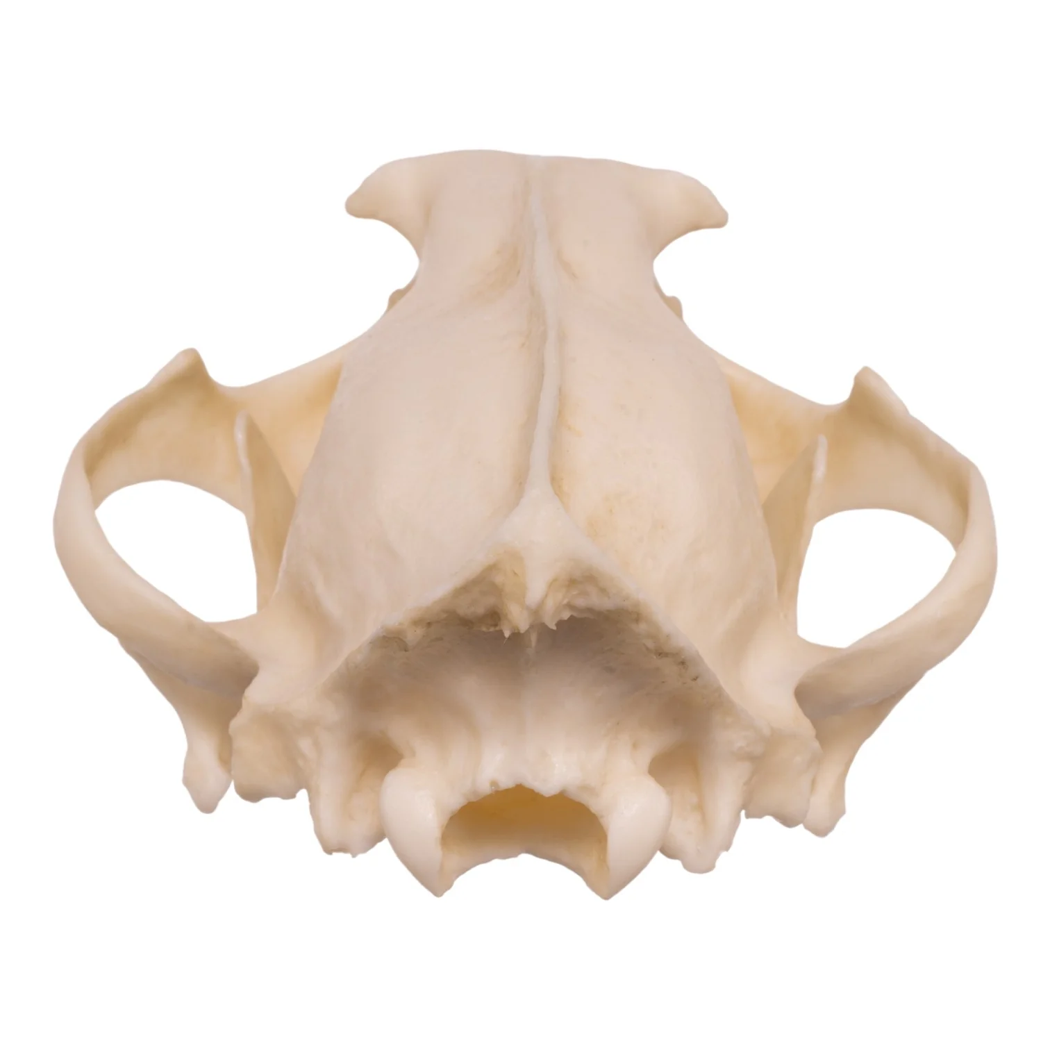 Replica Clouded Leopard Skull - Image 5