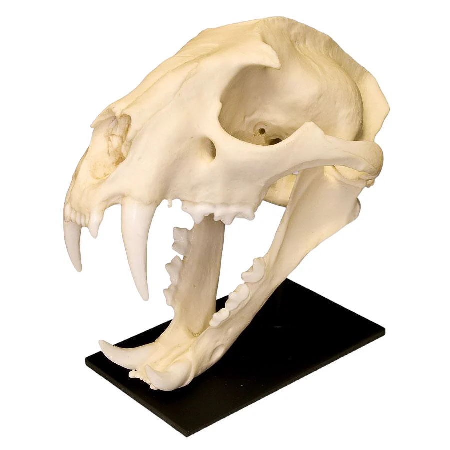 Replica Clouded Leopard Skull - Image 6