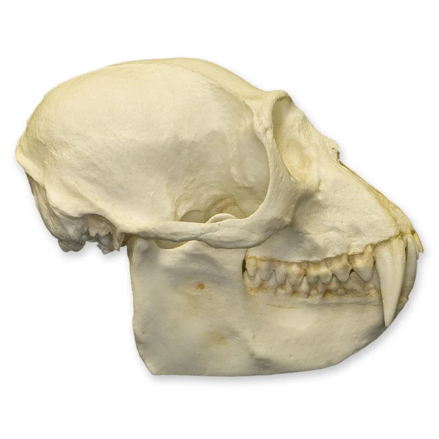 Replica Colobus Monkey Skull - Image 2