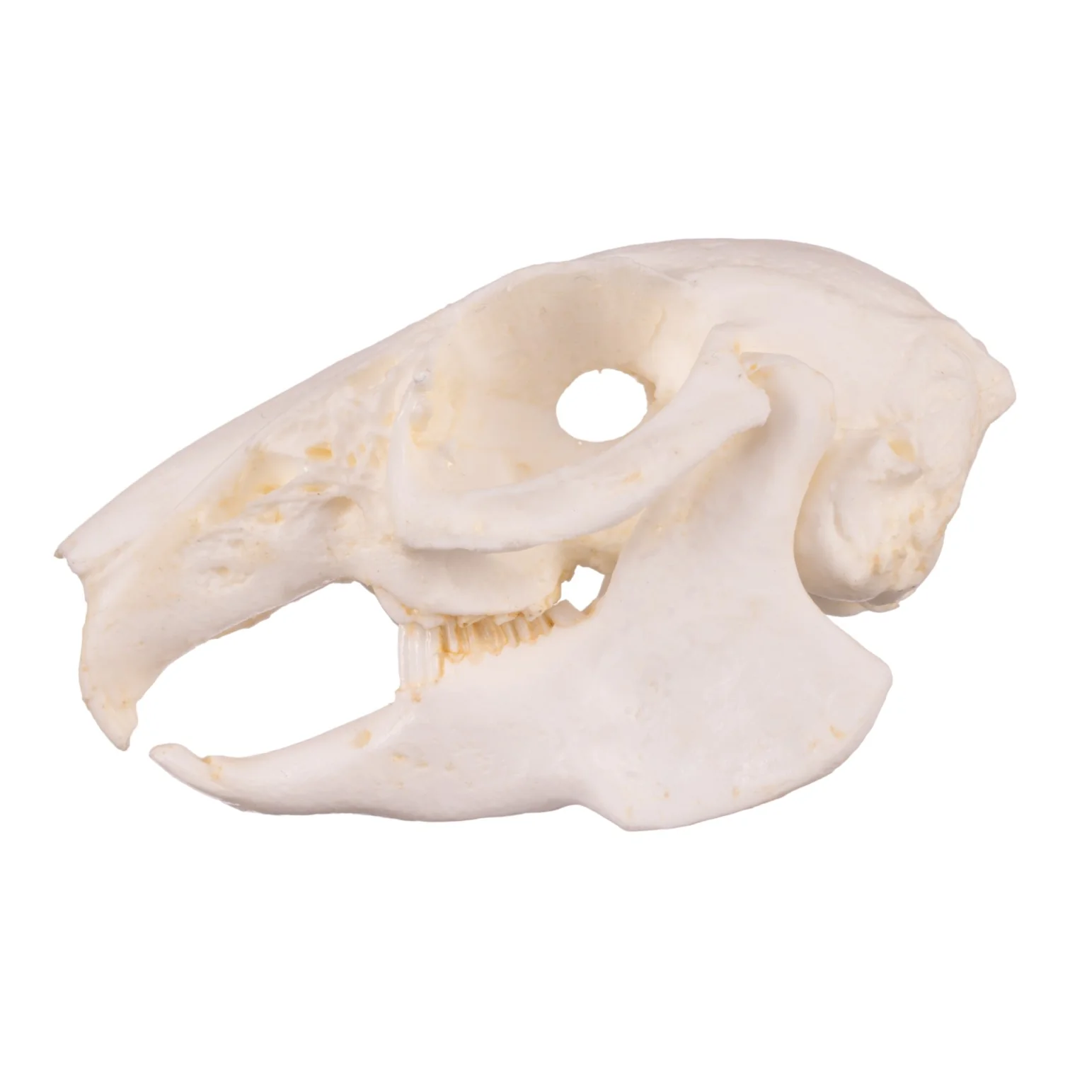 Replica Cottontail Rabbit Skull - Image 4