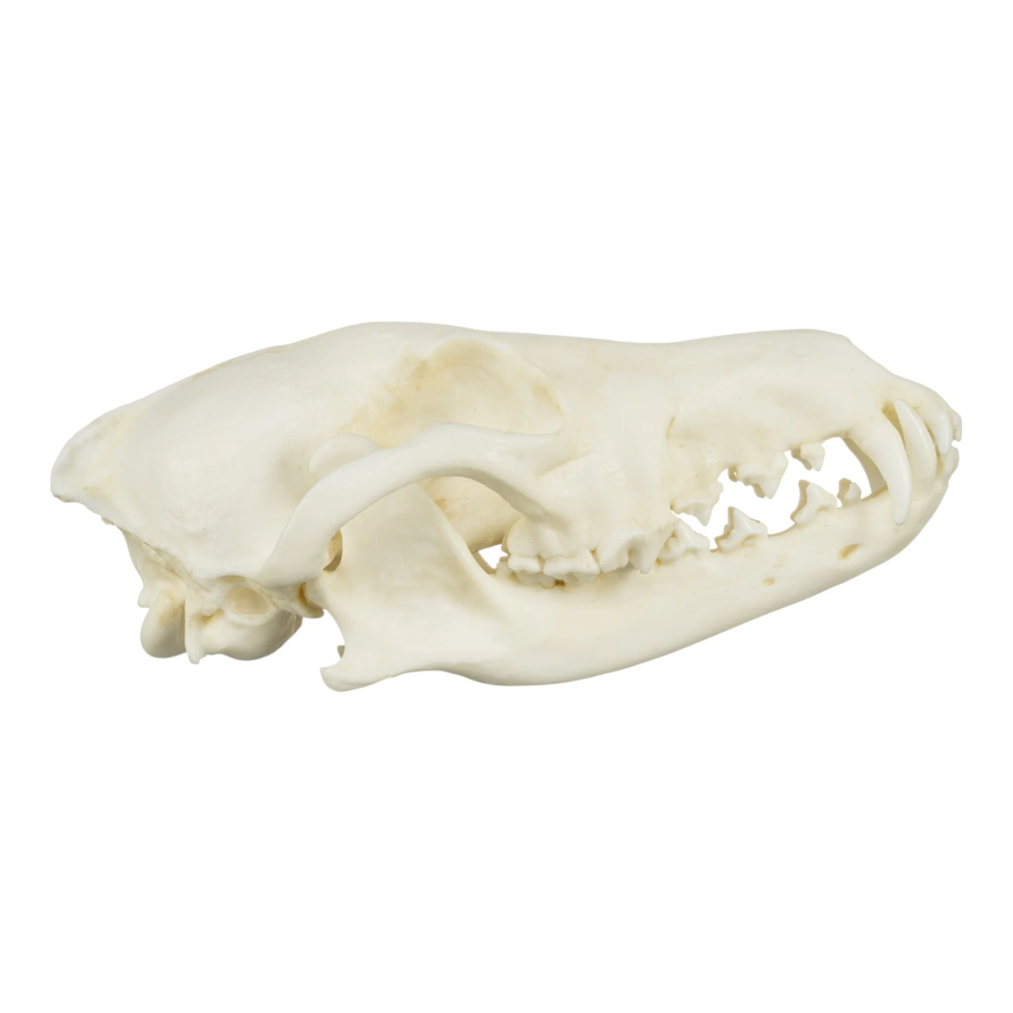 Replica Coyote Skull - Economy - Image 2