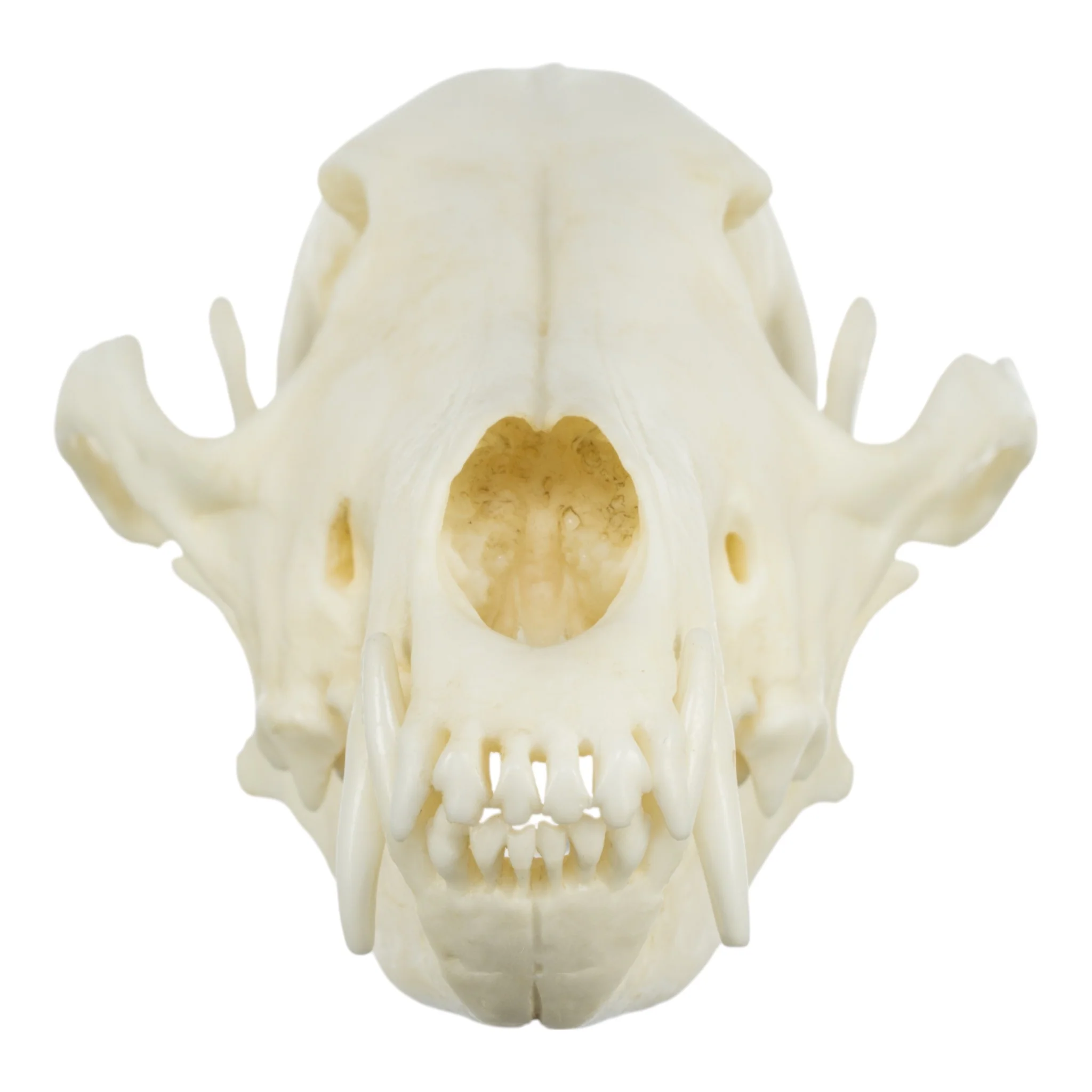 Replica Coyote Skull - Economy - Image 3