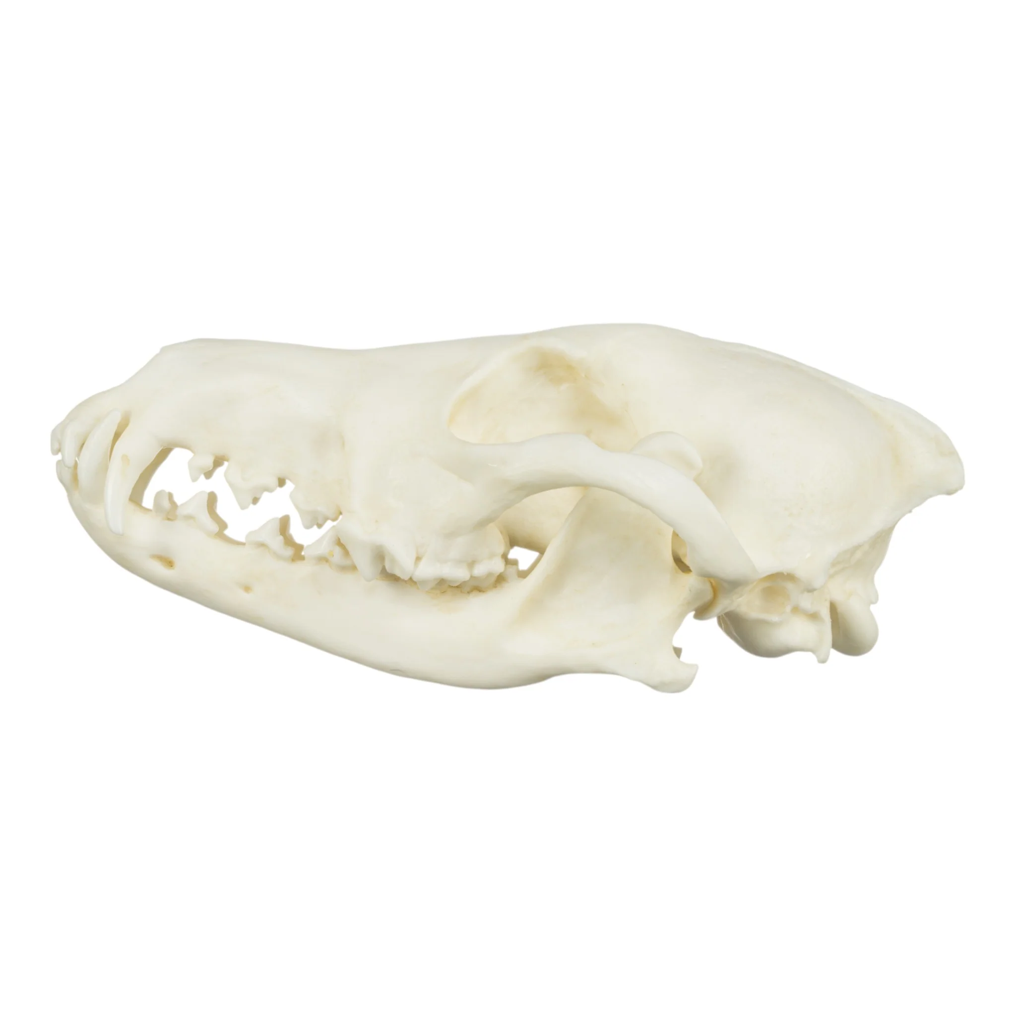 Replica Coyote Skull - Economy - Image 4