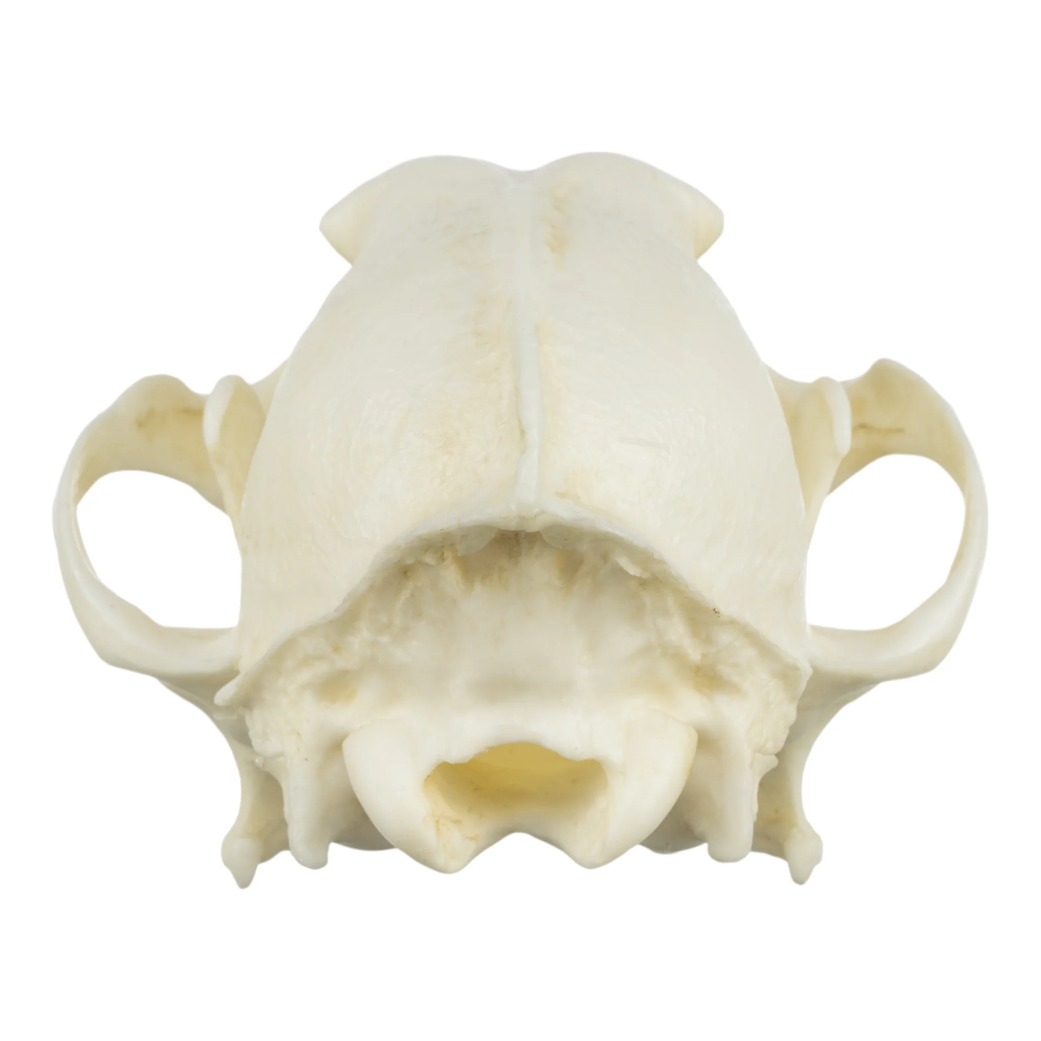 Replica Coyote Skull - Economy - Image 5