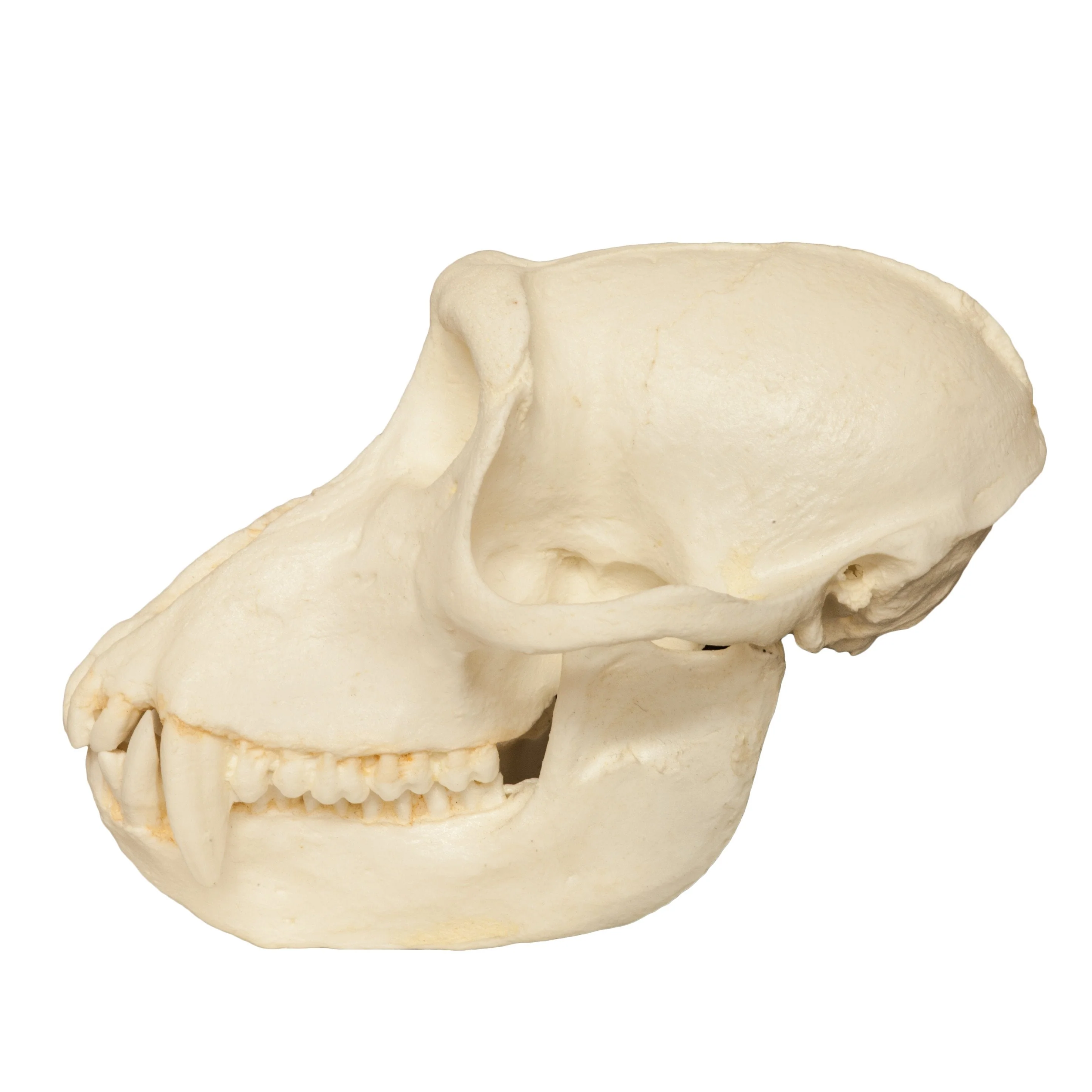 Replica Crab-eating Monkey Skull - Image 4