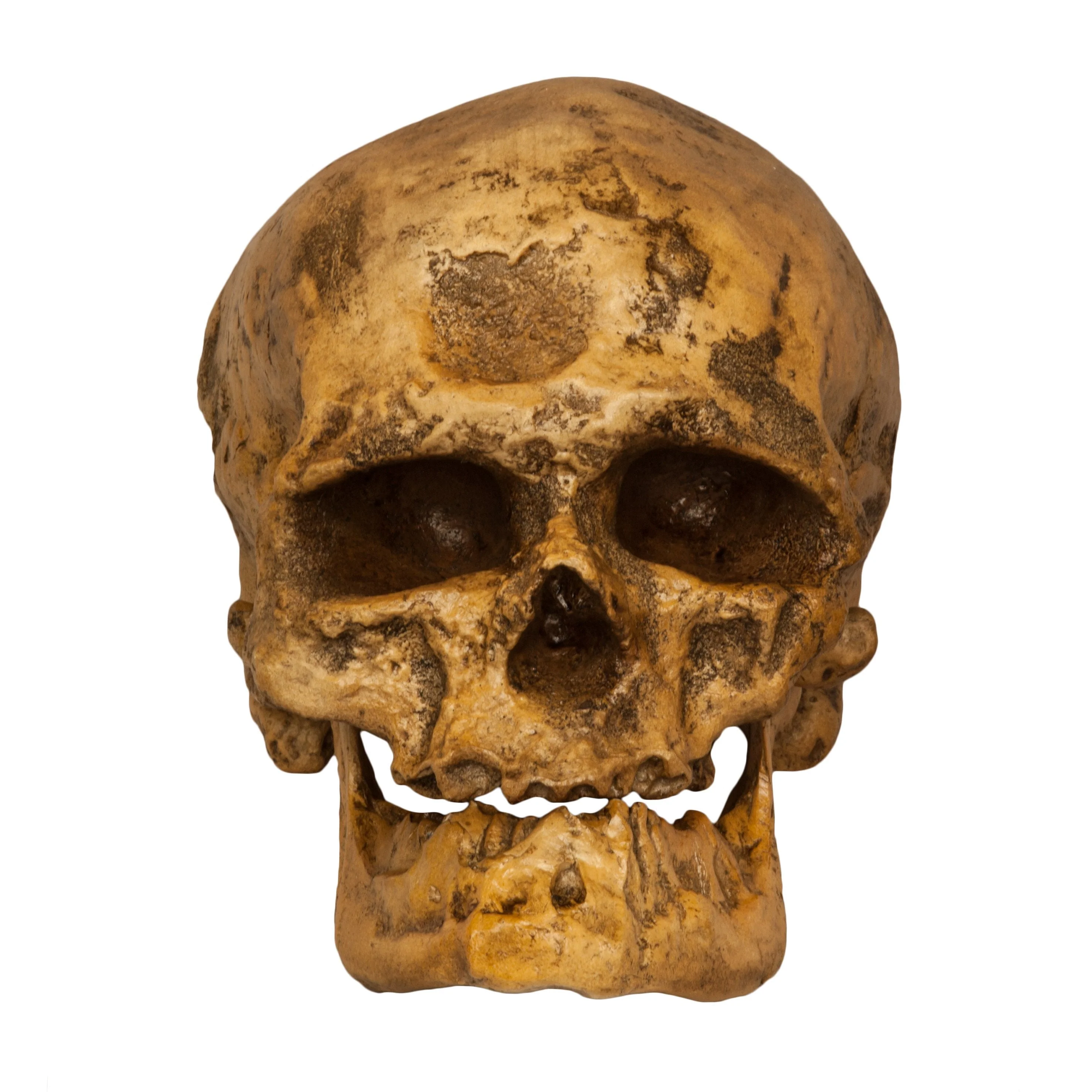 Replica Cro-Magnon1 Skull - Image 3