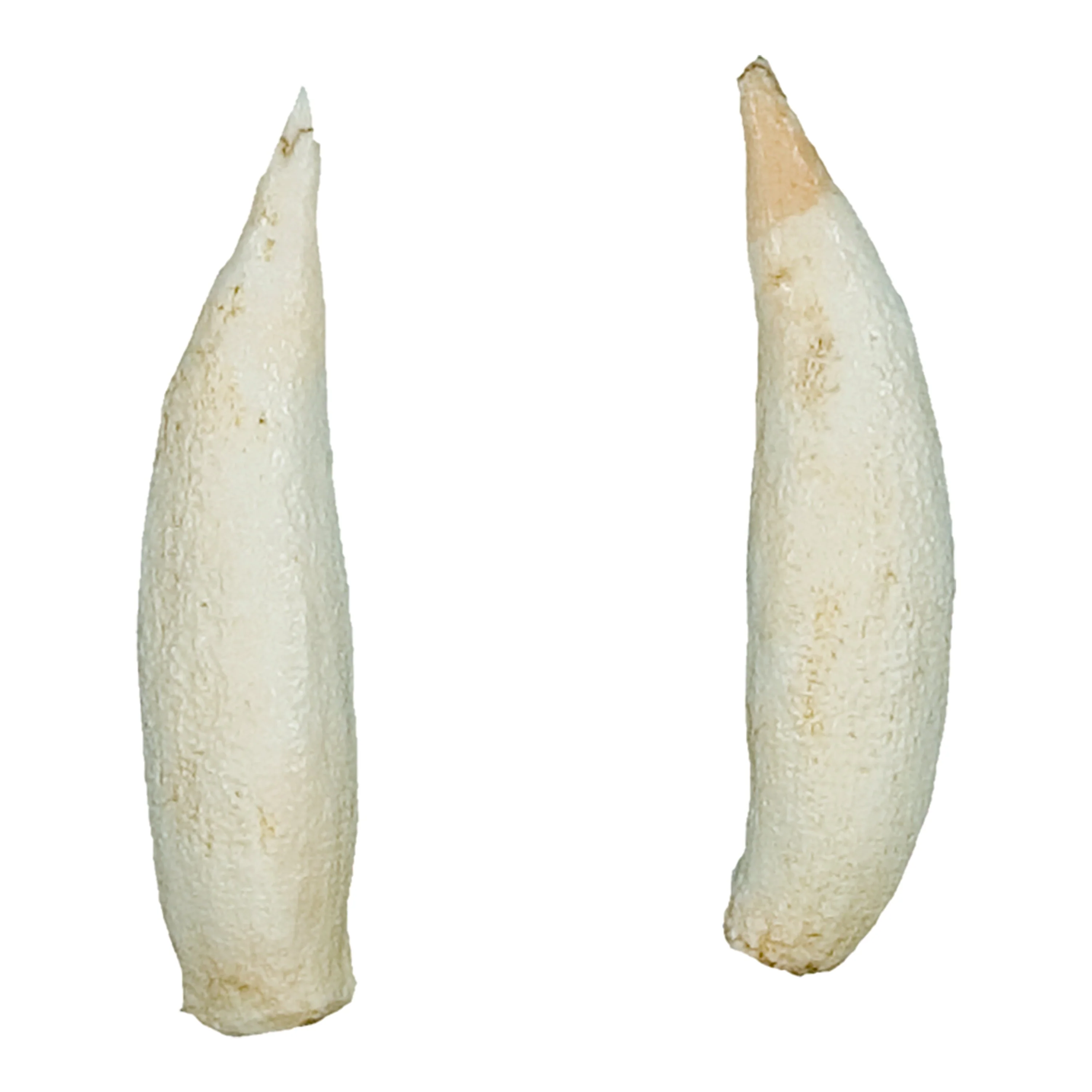 Replica Cuvier's Beaked Whale Tooth (Pair) - Image 2