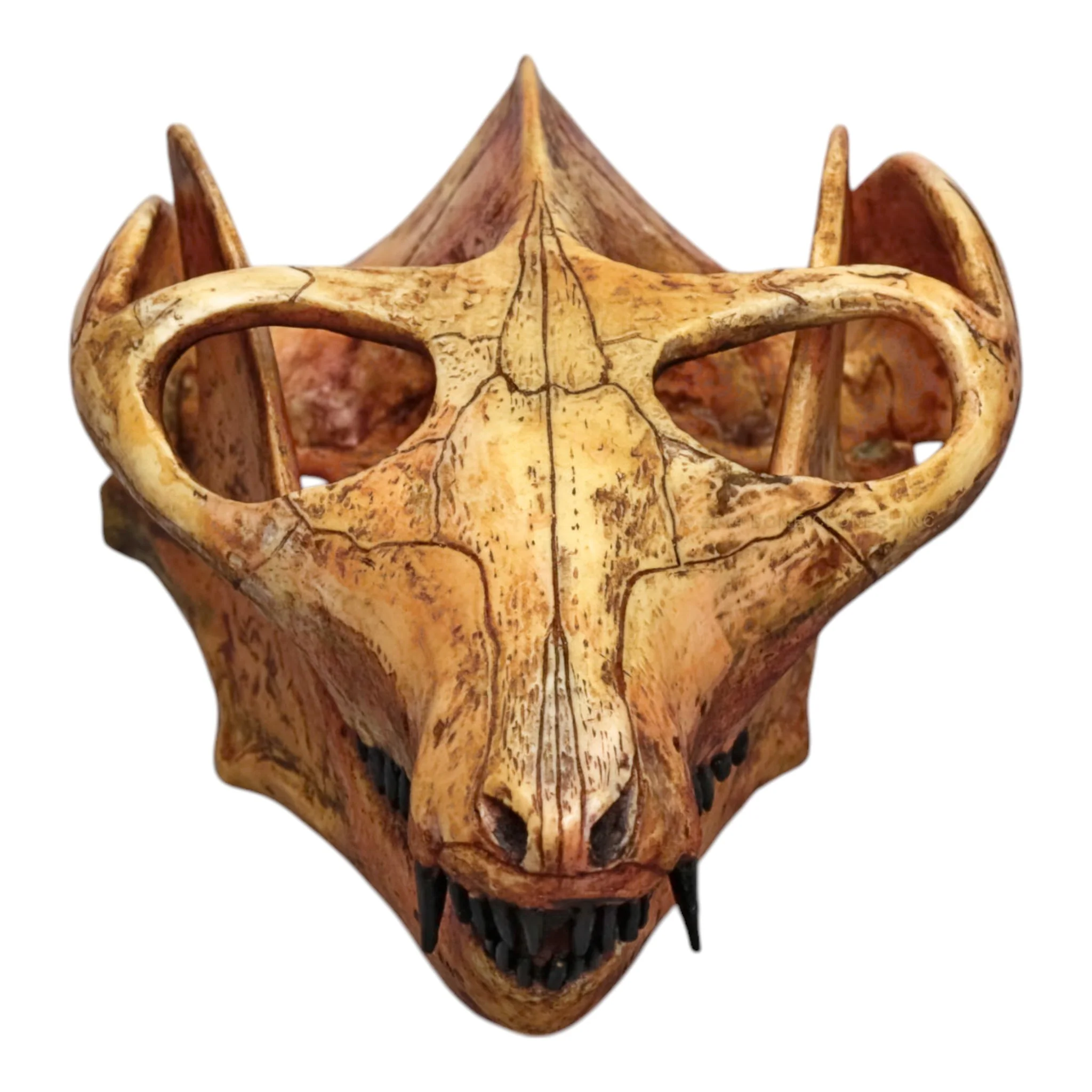 Replica Cynodont Probainognathus jenseni Skull - Image 2