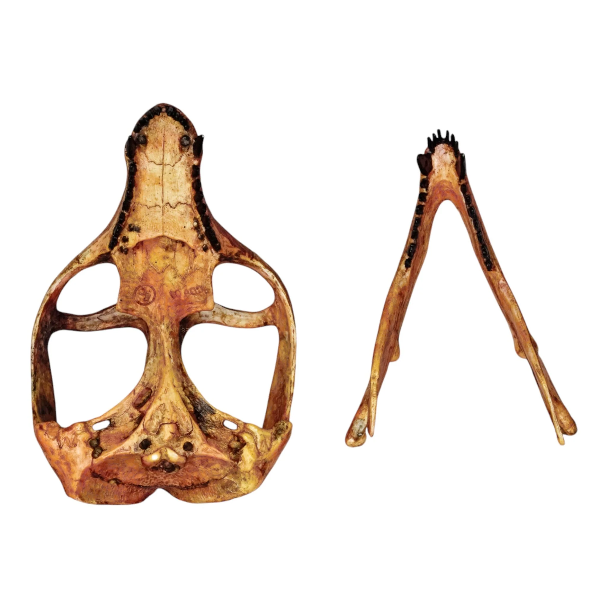 Replica Cynodont Probainognathus jenseni Skull - Image 4