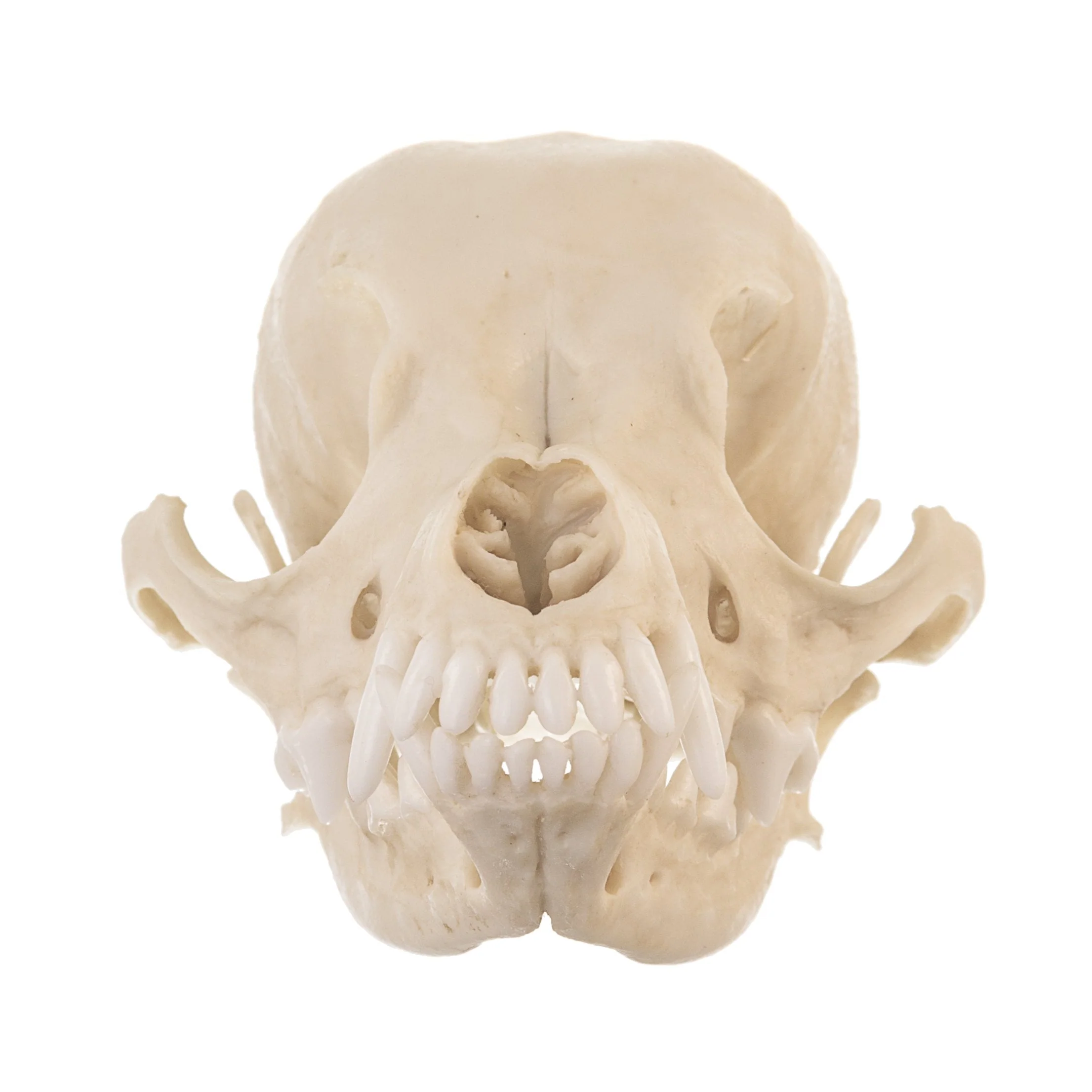 Replica Domestic Dog Skull - Deer Head Chihuahua - Image 3
