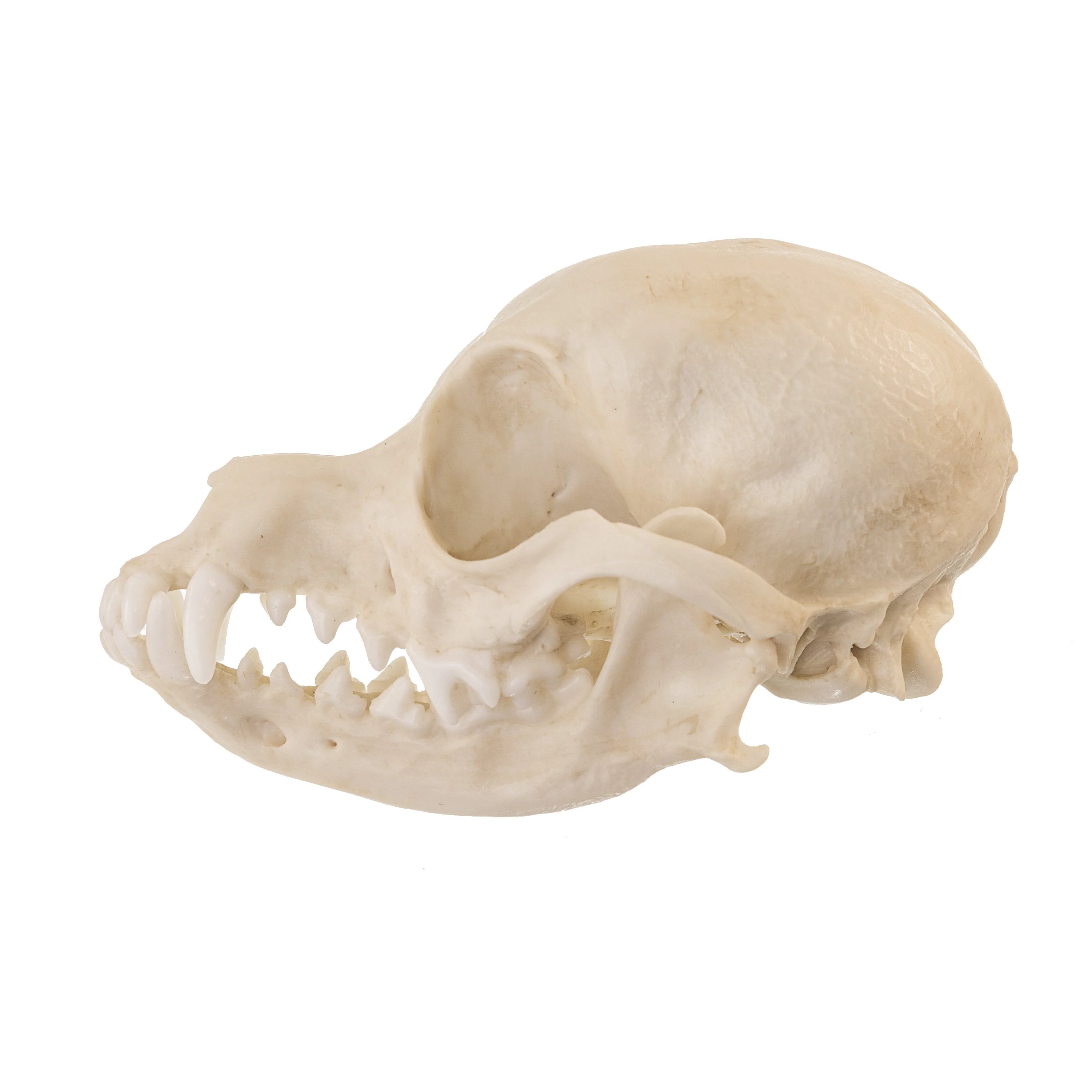 Replica Domestic Dog Skull - Deer Head Chihuahua - Image 4