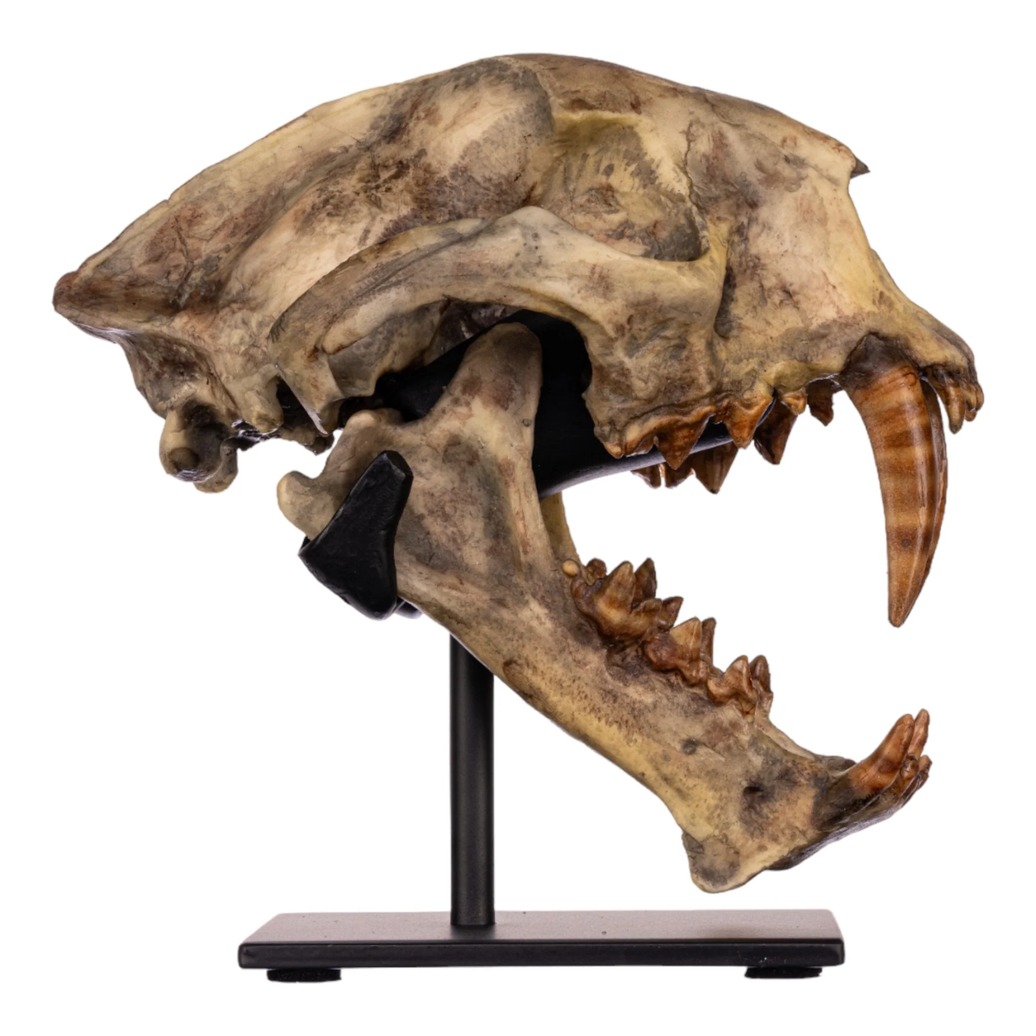 Replica Dinictis Skull with Stand - Image 2