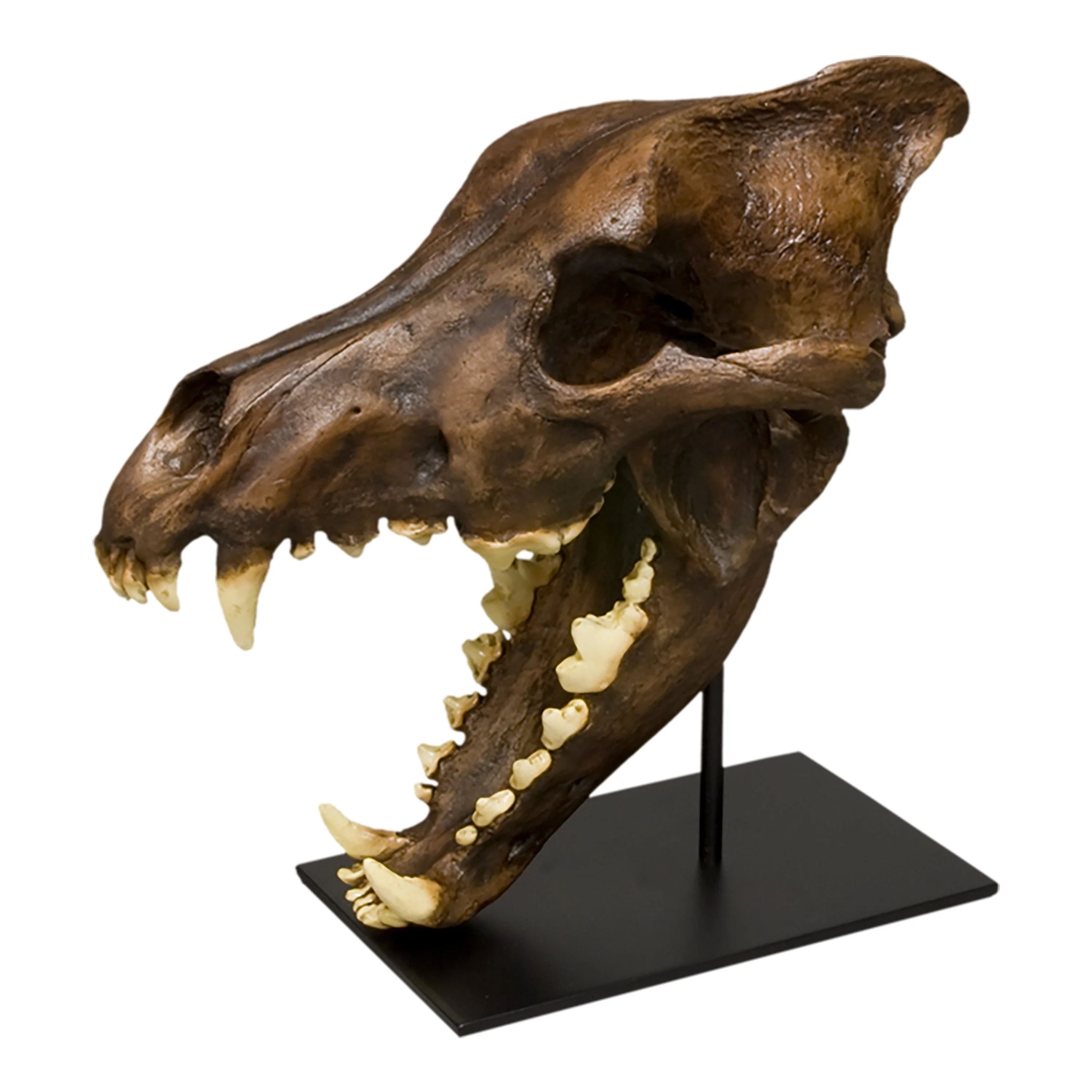 Replica Dire Wolf Skull - Image 3