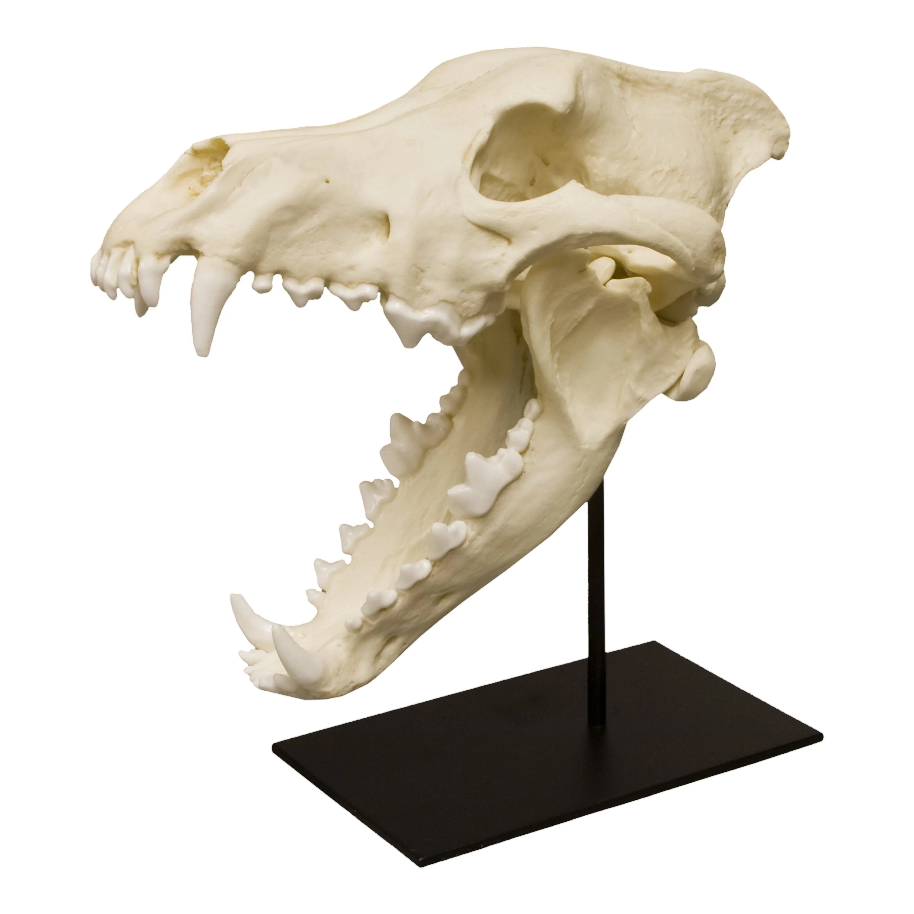 Replica Dire Wolf Skull - Image 4