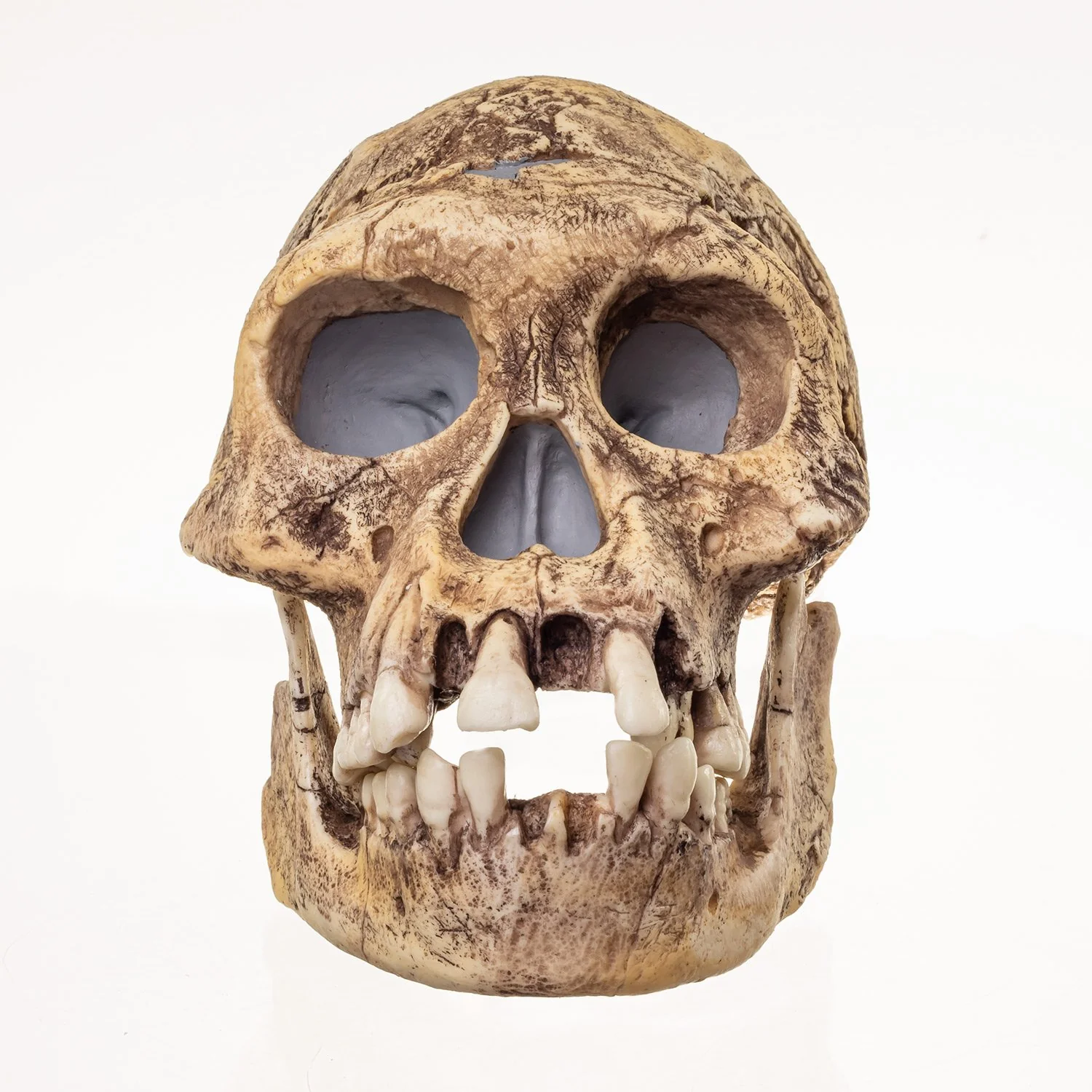 Replica Dmanisi Homo Erectus Skull - Image 3
