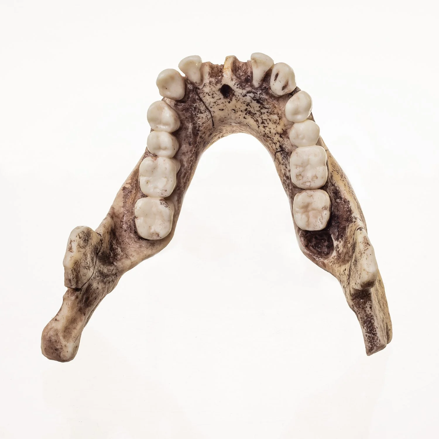 Replica Dmanisi Homo Erectus Skull - Image 6
