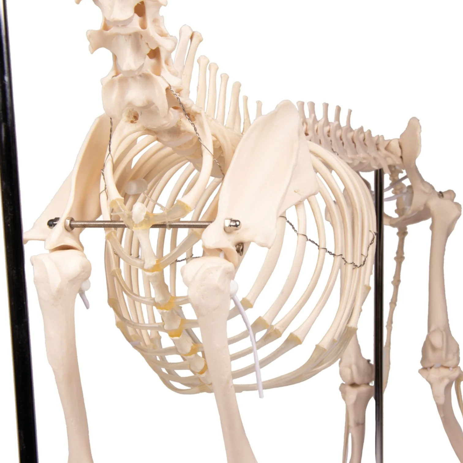 Replica Dog Skeleton "Olaf" - Image 10