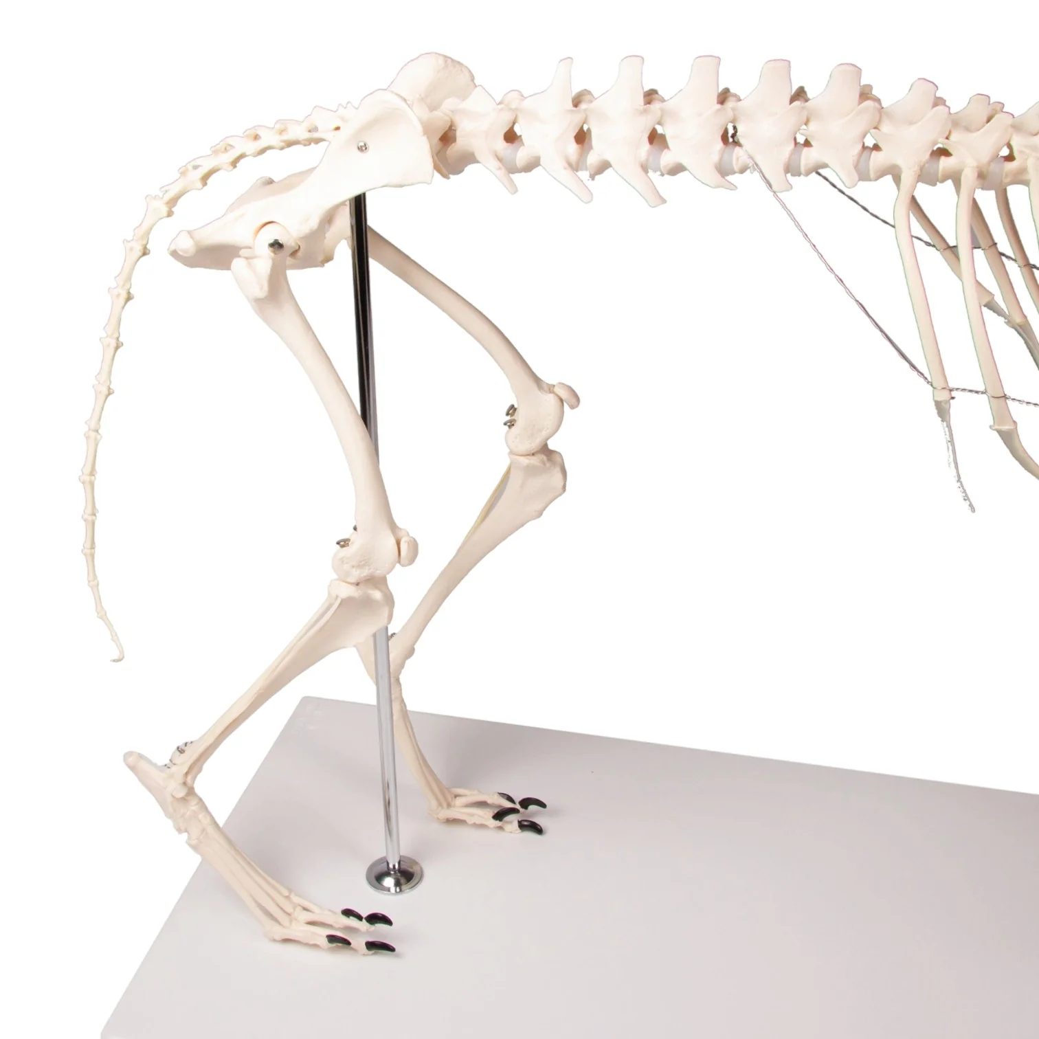 Replica Dog Skeleton "Olaf" - Image 11