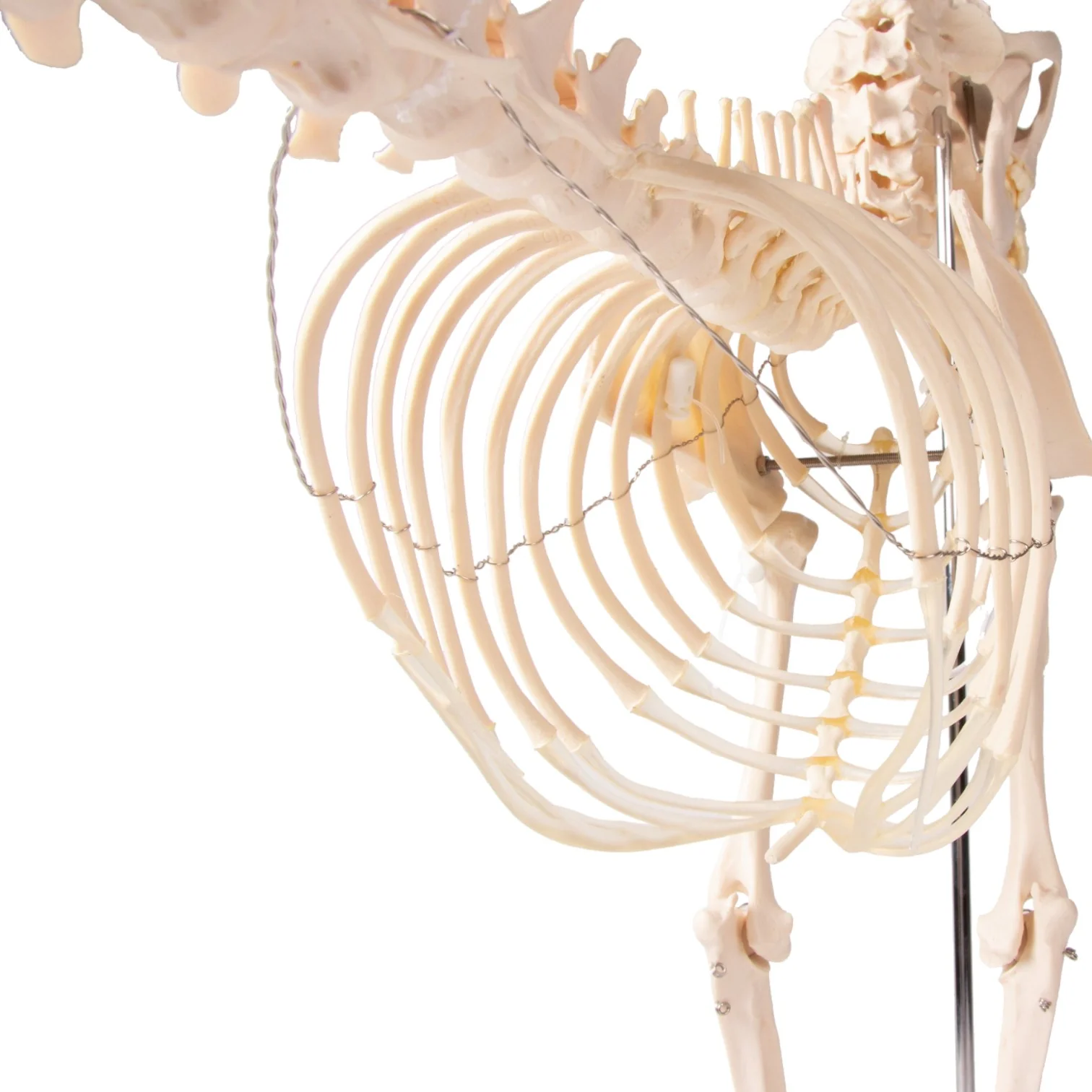 Replica Dog Skeleton "Olaf" - Image 12