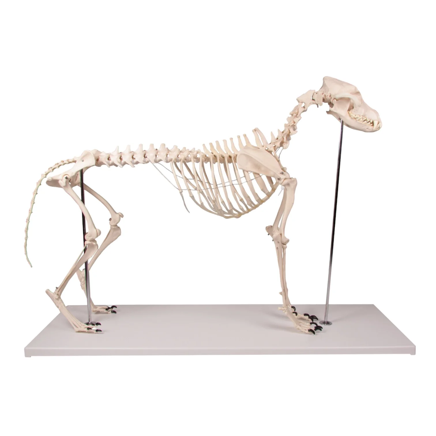 Replica Dog Skeleton "Olaf" - Image 2