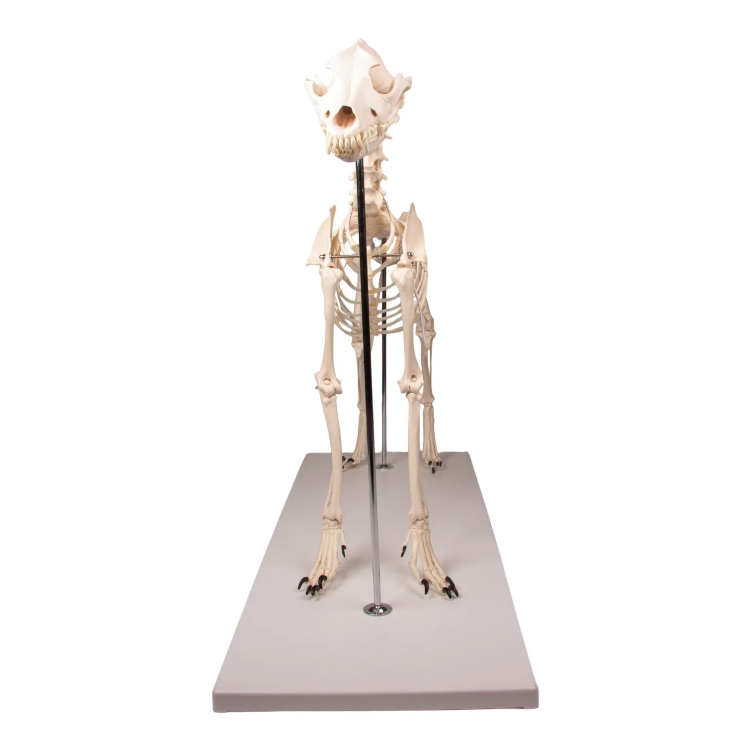 Replica Dog Skeleton "Olaf" - Image 3