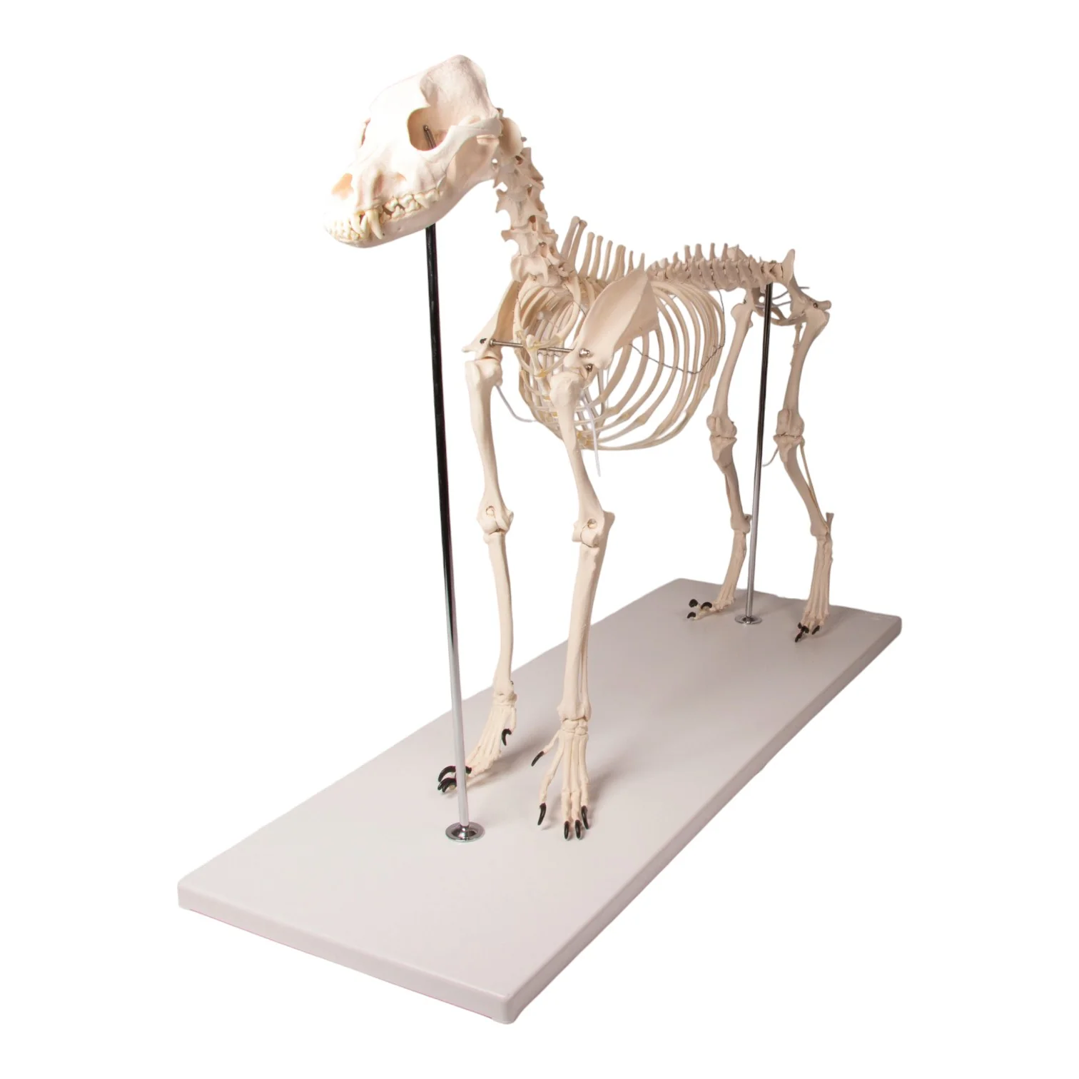 Replica Dog Skeleton "Olaf" - Image 4