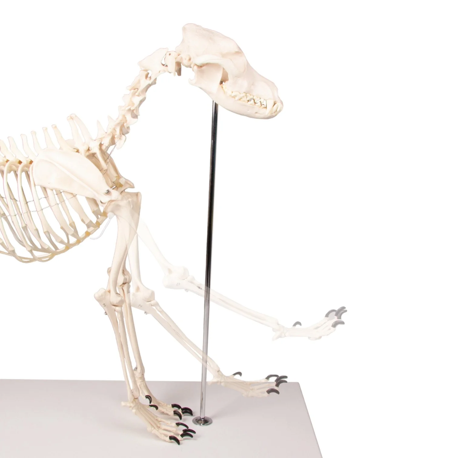 Replica Dog Skeleton "Olaf" - Image 5