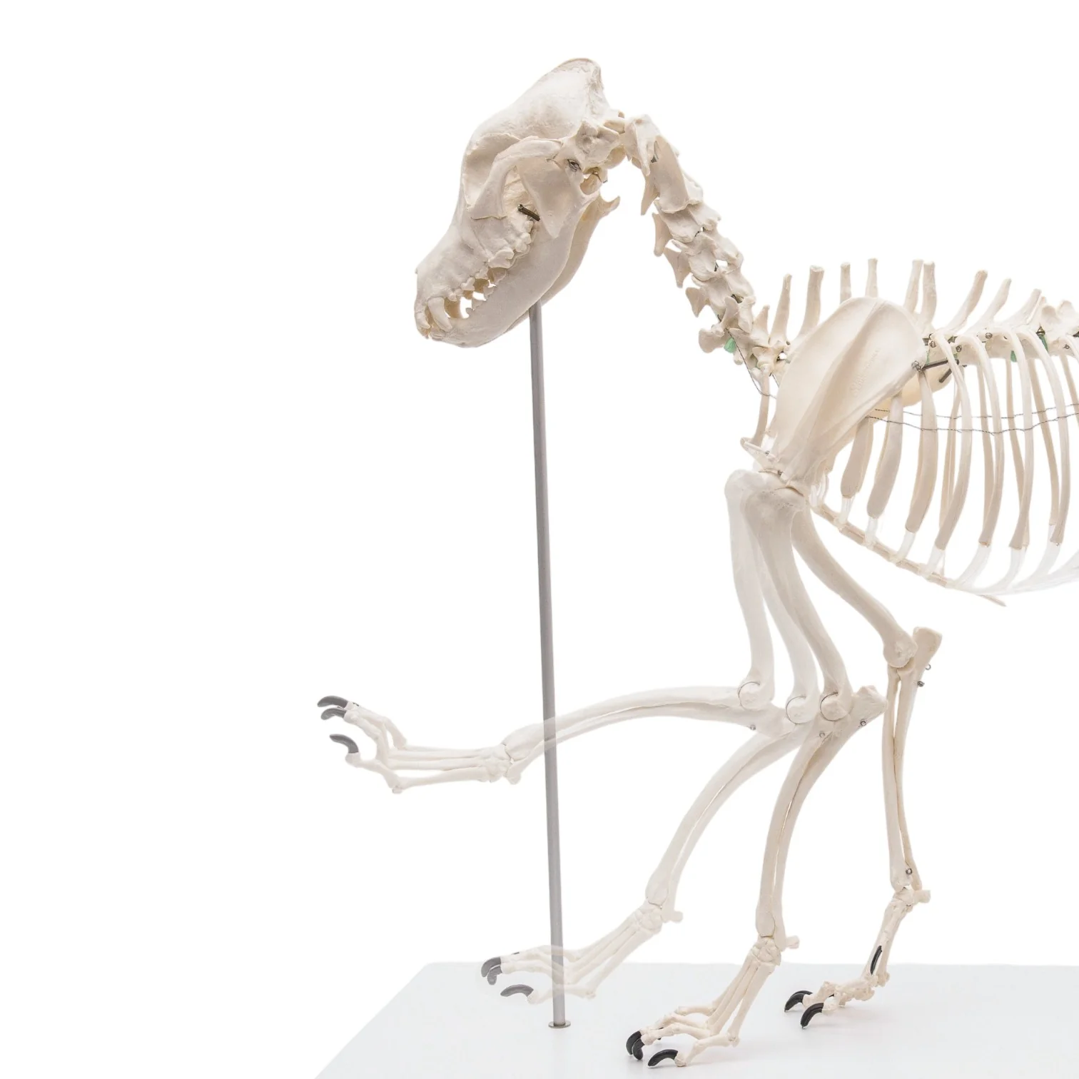 Replica Dog Skeleton "Olaf" - Image 6